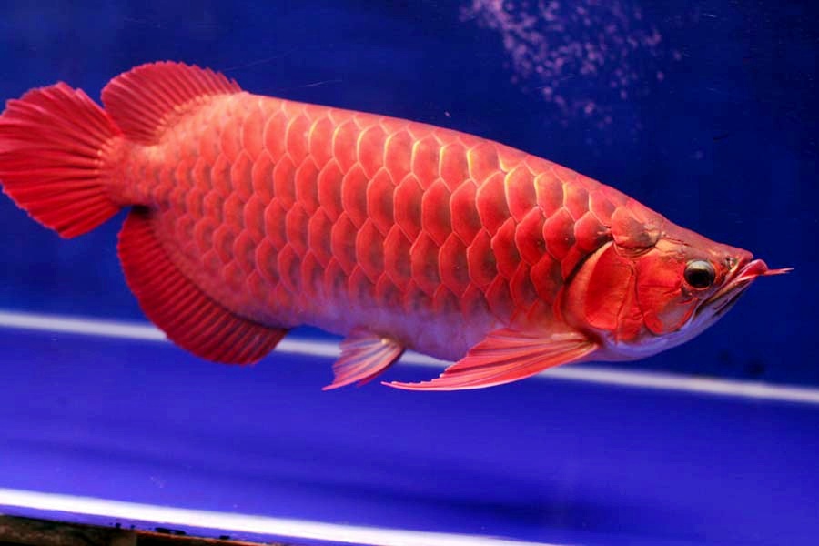 Red Arowana Fish Price In India , HD Wallpaper & Backgrounds