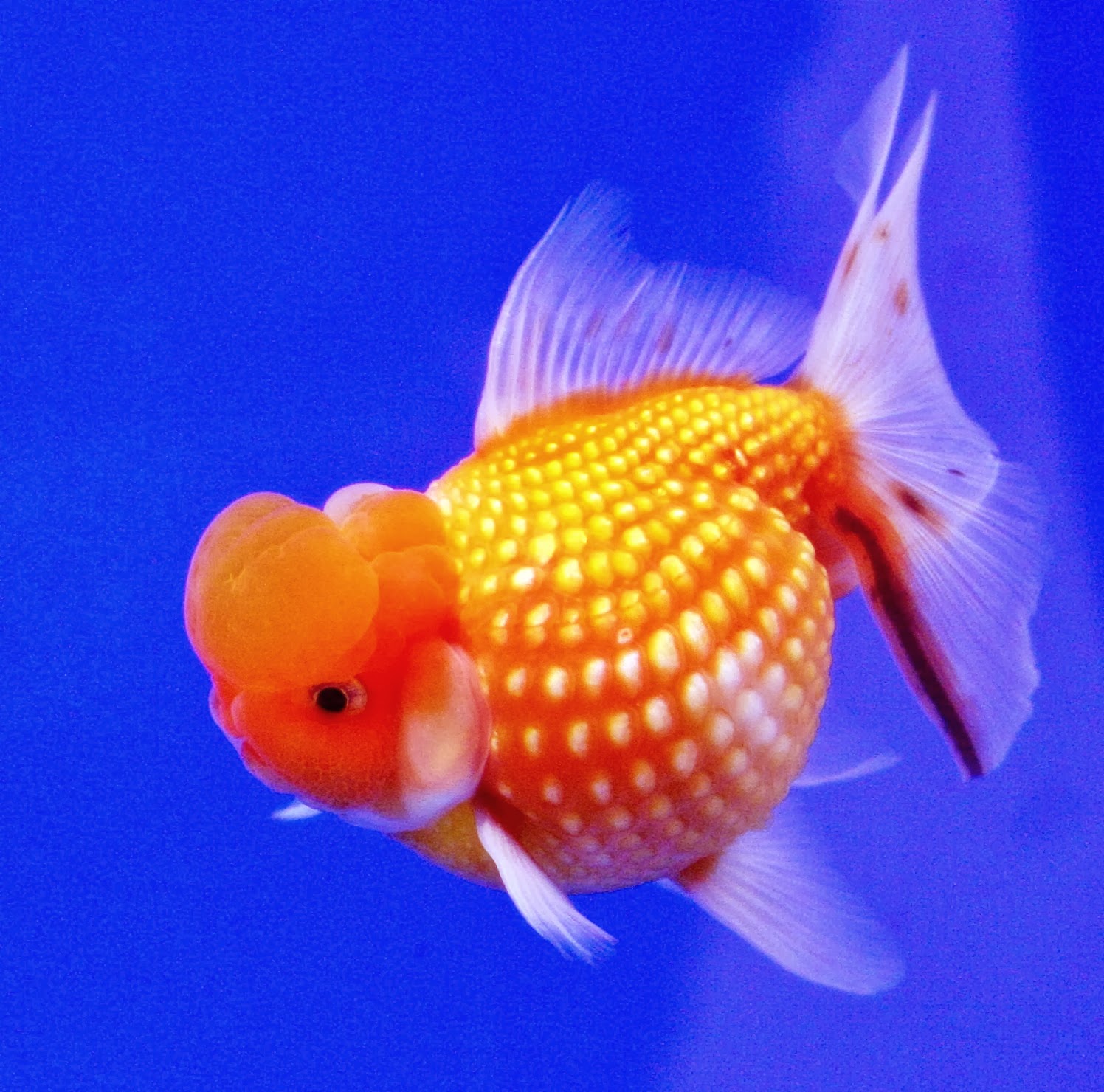 Ikan Koi Fishshare - Does Catfish Look Like , HD Wallpaper & Backgrounds