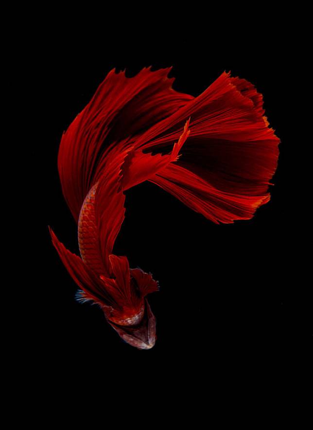 Red Betta Fish Photography , HD Wallpaper & Backgrounds