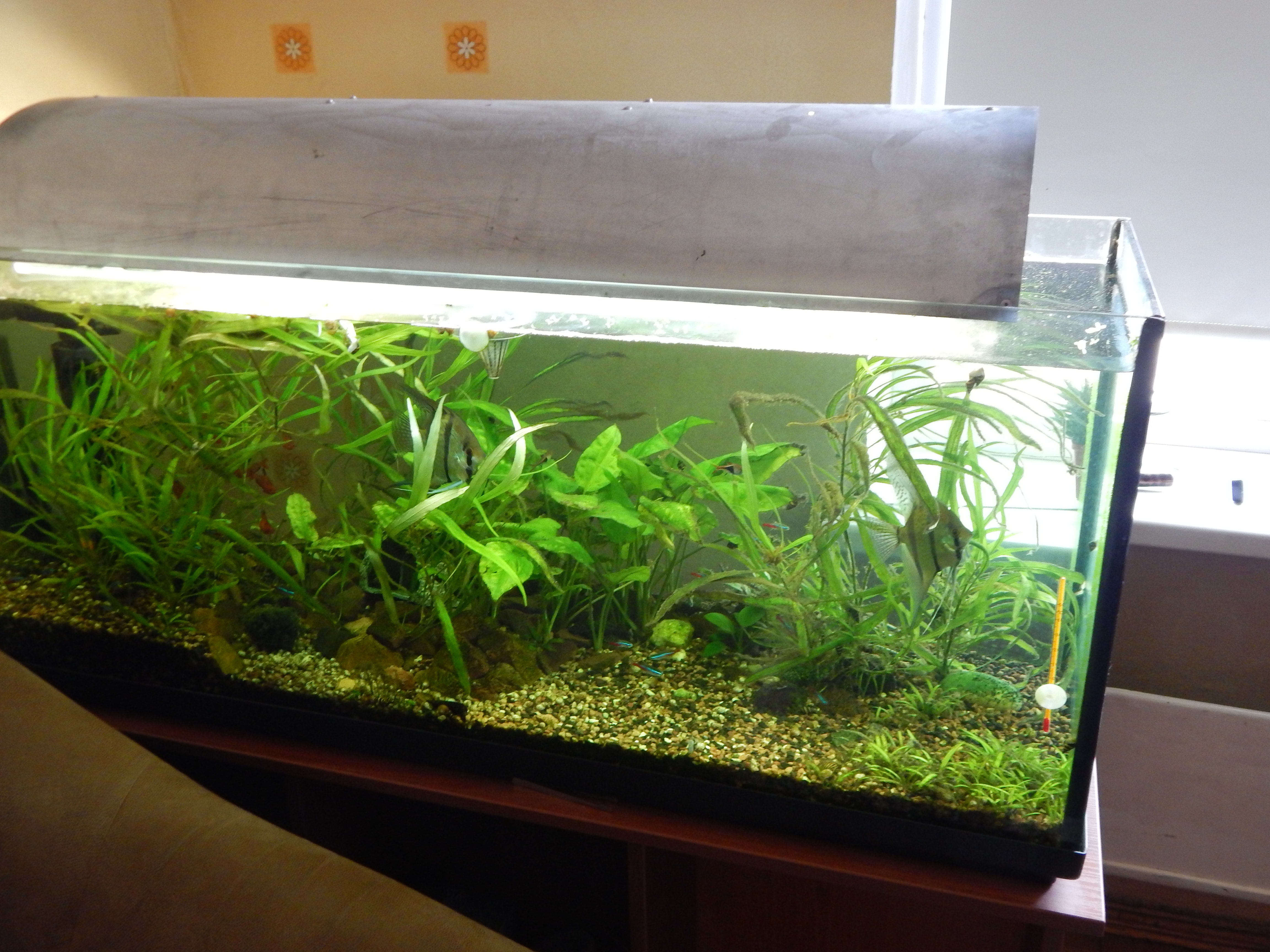 Green Fish Tank Water , HD Wallpaper & Backgrounds