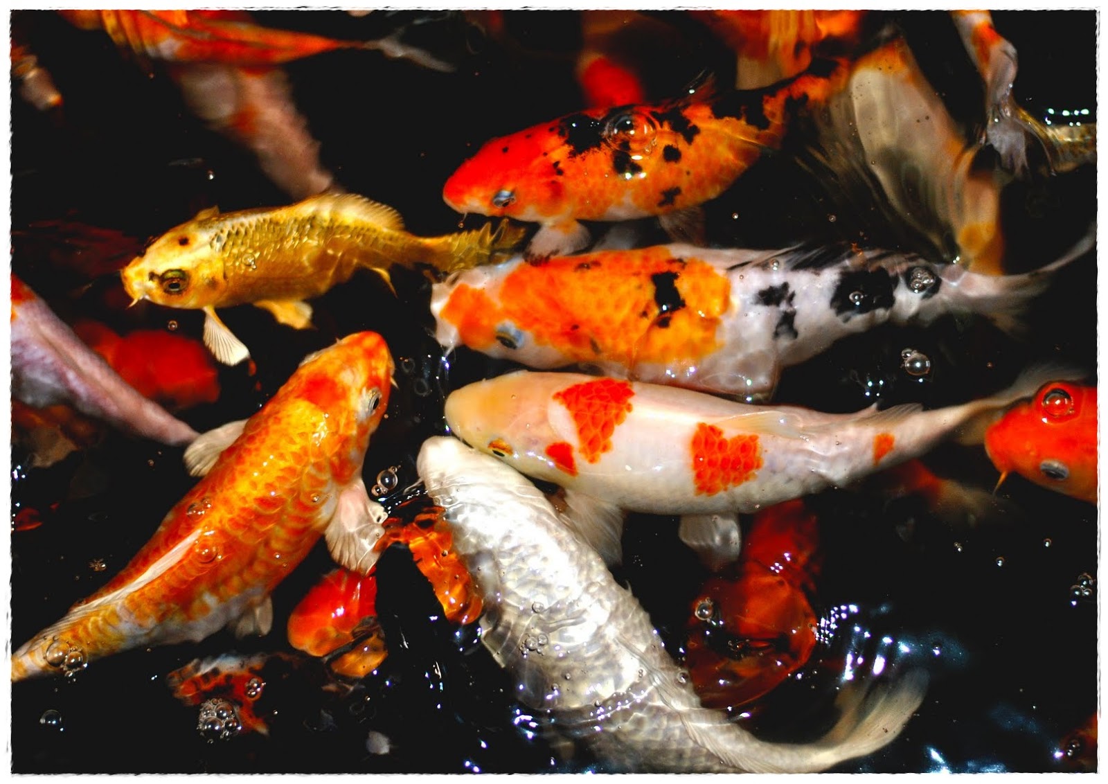 Gambar Ikan  Koi  Dunia Binatang Gambartopcom Ikan  Hias 