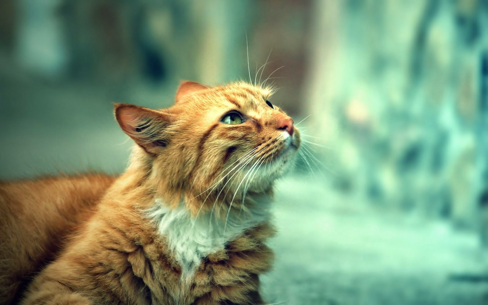 Hd Wallpapers Wide Hd Wallpapers Wide Pack 54 Podcmh - Ginger Cat Wallpaper Hd , HD Wallpaper & Backgrounds