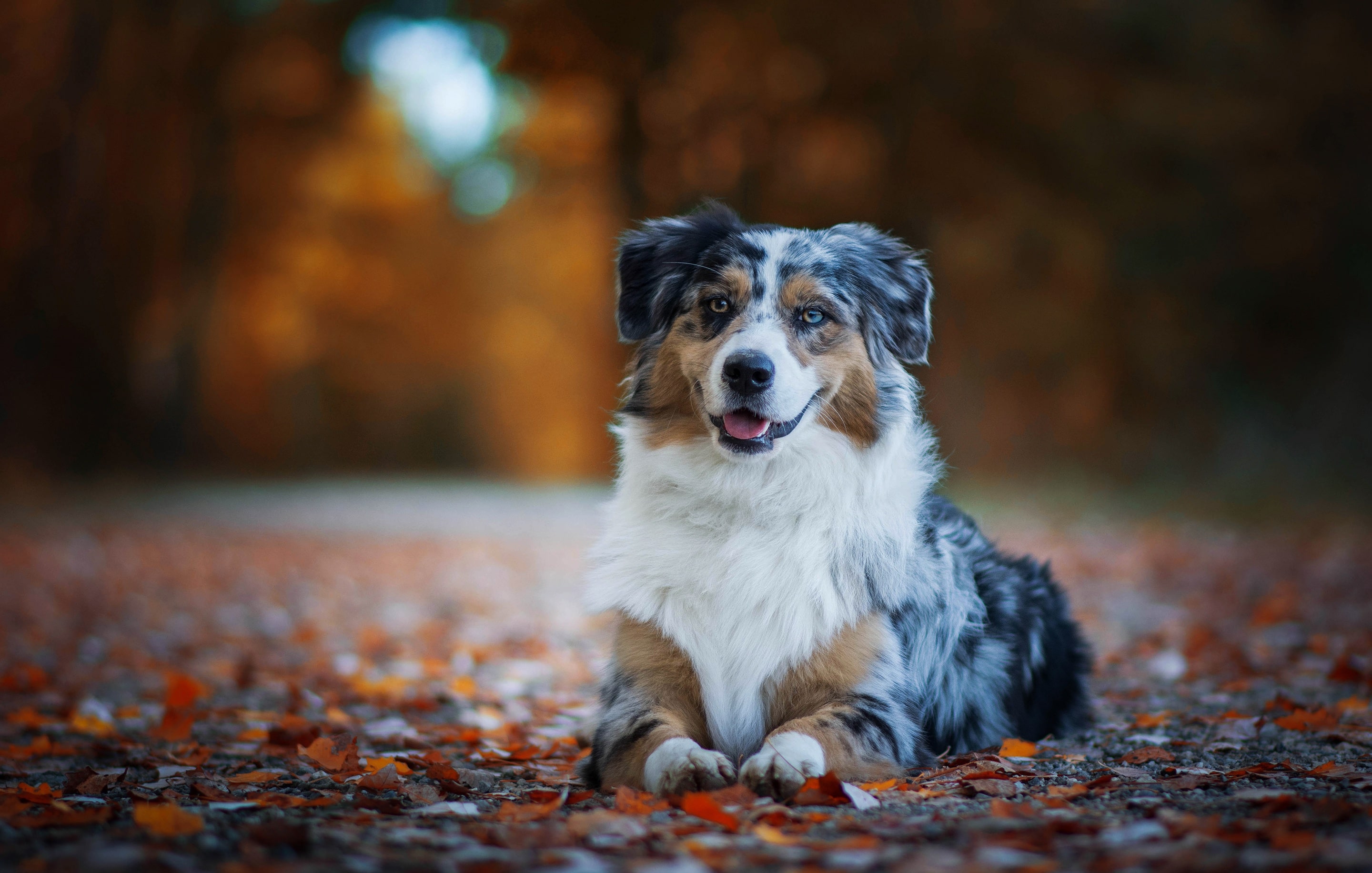 Animal Australian Shepherd Dogs Dog Pet Depth Of Field - Motley Australian Shepherd , HD Wallpaper & Backgrounds