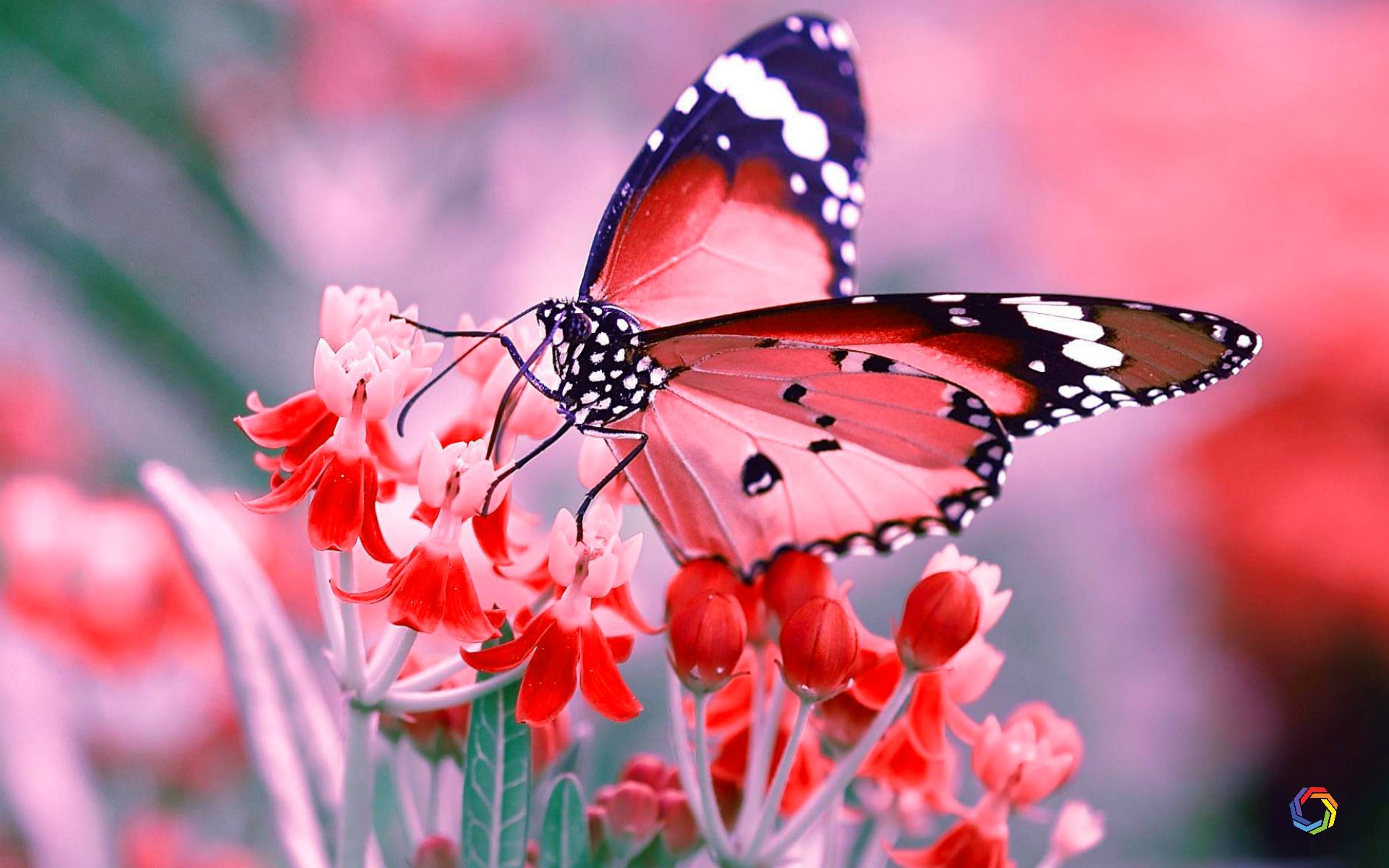 High Definition Butterfly Wallpaper Hd , HD Wallpaper & Backgrounds