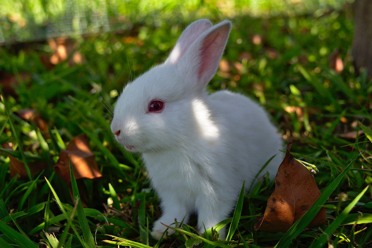 Cute Rabbit In Grass , HD Wallpaper & Backgrounds