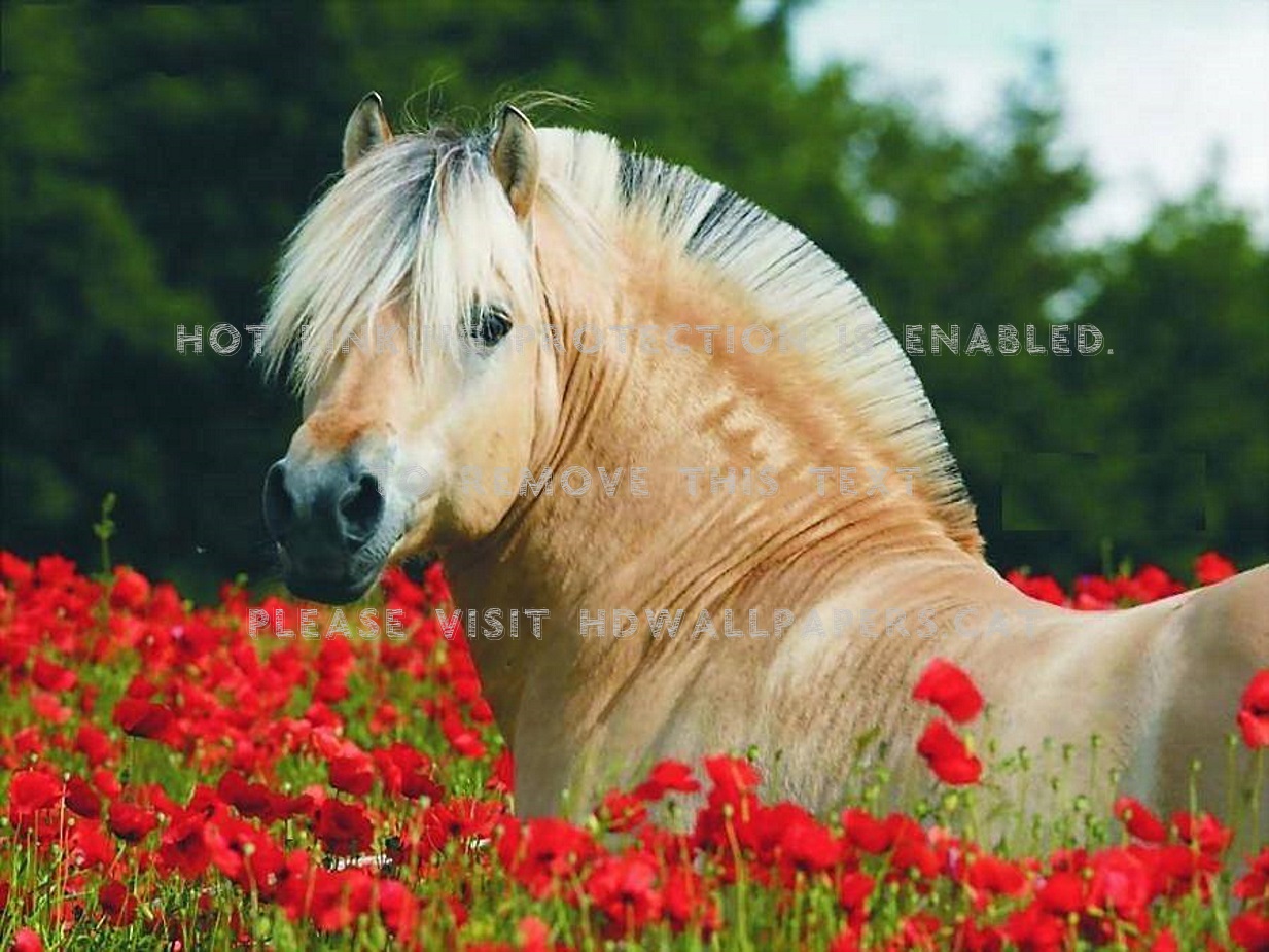 Horse Wallpaper Wid Flowers - Fjord Horse , HD Wallpaper & Backgrounds