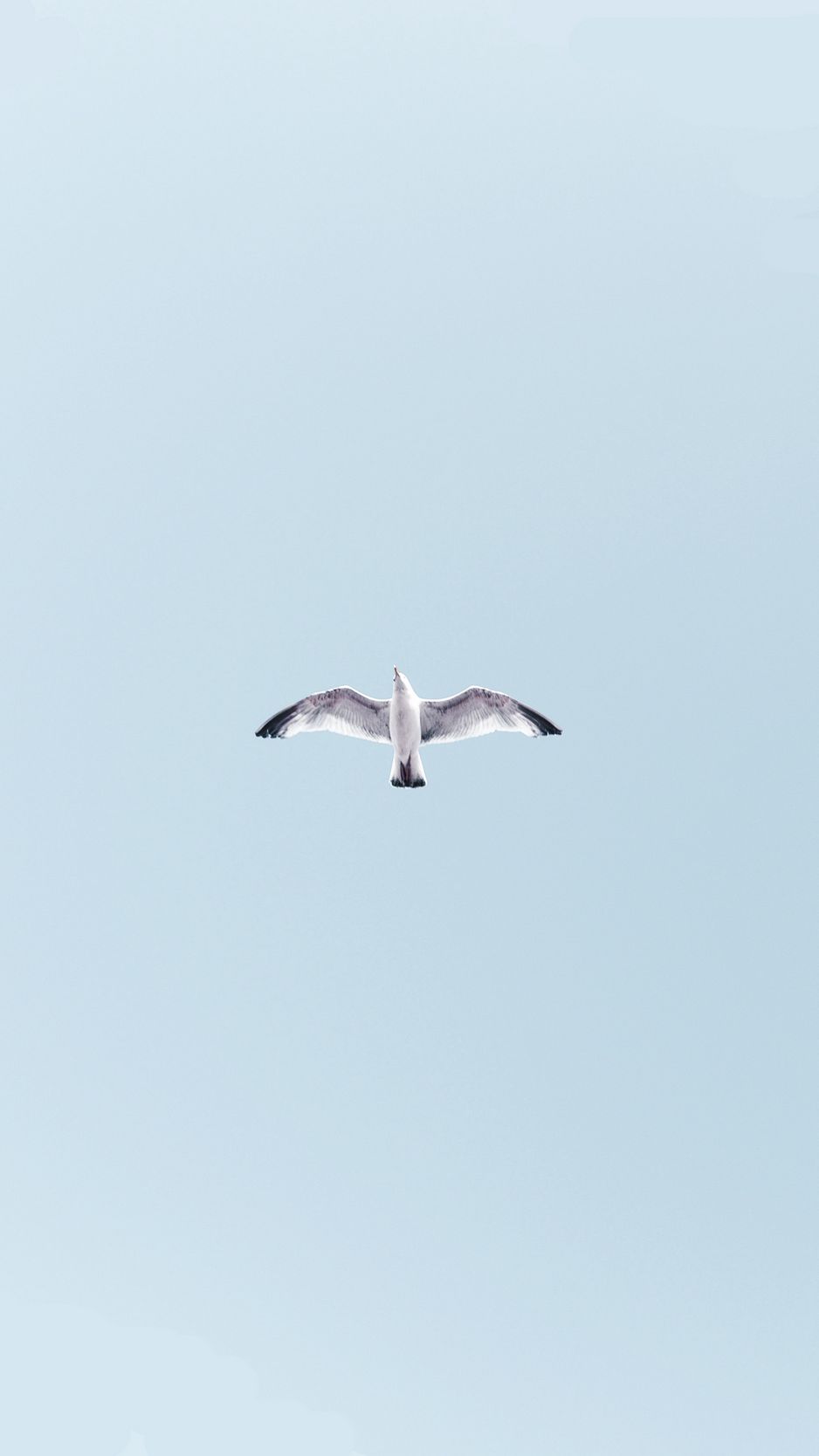 Wallpaper Seagull, Bird, Flight, Soar, Sky, Height - European Herring Gull , HD Wallpaper & Backgrounds