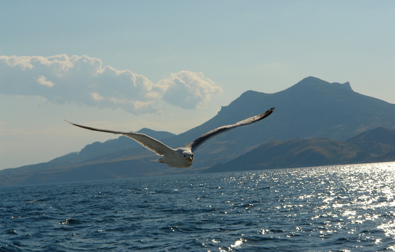 Photo Wallpaper Sea, Mountains, Seagull - Gull , HD Wallpaper & Backgrounds