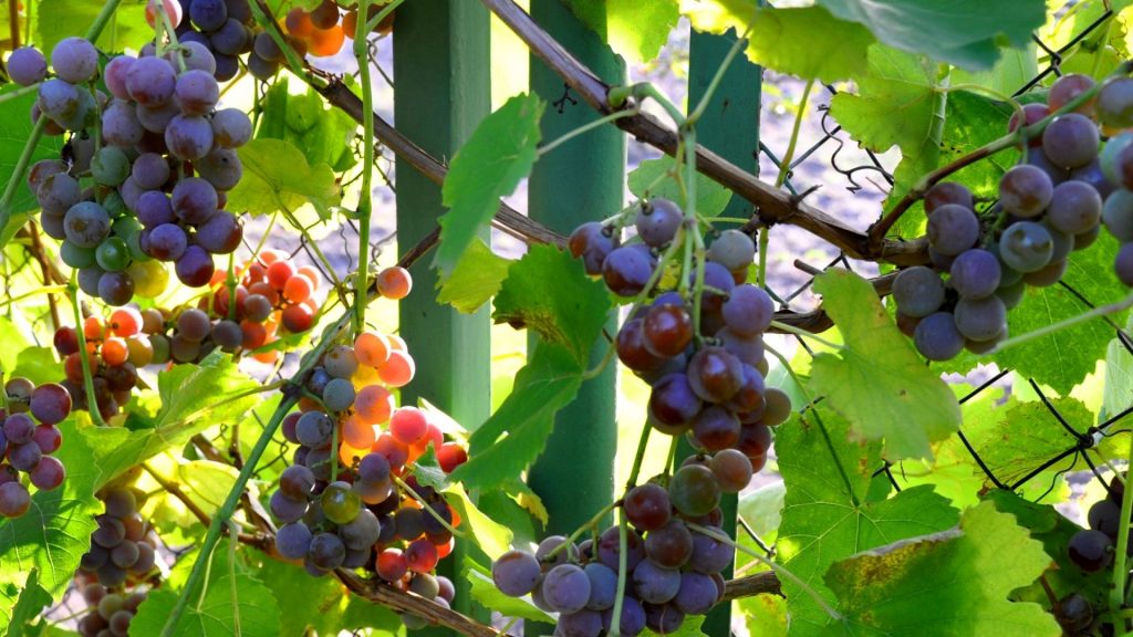 Most Beautiful Sweet Grapes Wallpaper Images For Desktop - Laptop Beautiful Wallpapersafari Desktop , HD Wallpaper & Backgrounds