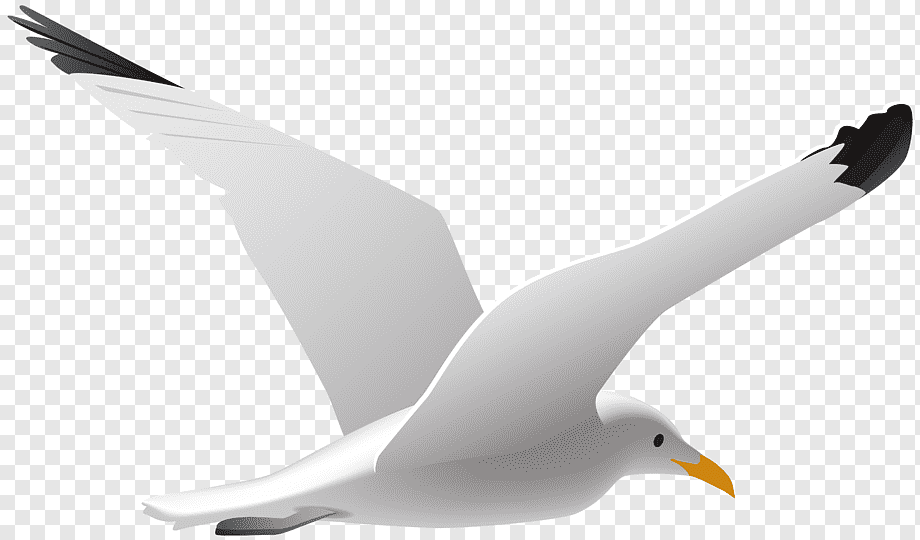 Seagull Clipart Png , HD Wallpaper & Backgrounds