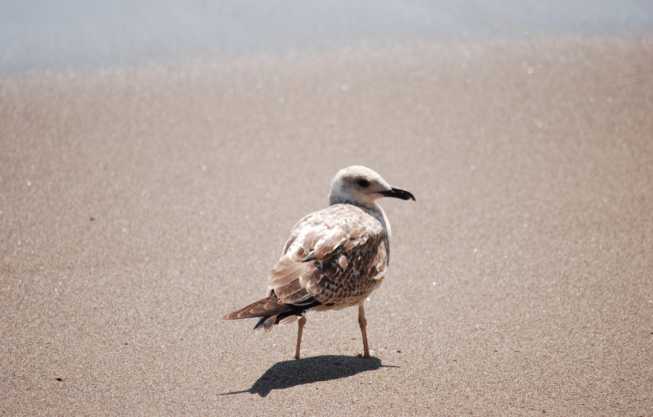 Photo Wallpaper Sand, Seagull, Sand, Seagull, Gull - European Herring Gull , HD Wallpaper & Backgrounds