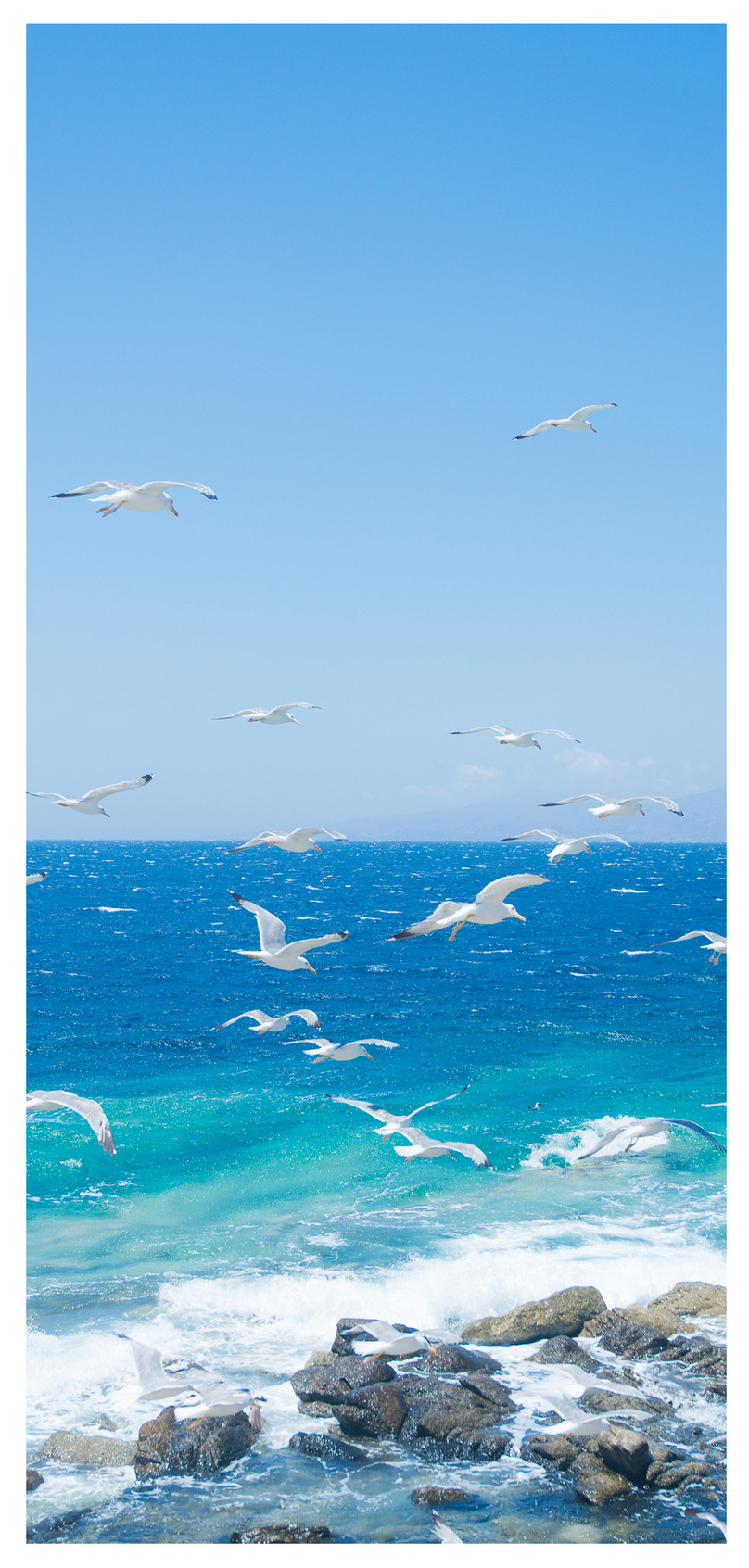 Seagull Cell Phone Wallpaper - Gaviota Fotos De Pantalla Celular , HD Wallpaper & Backgrounds
