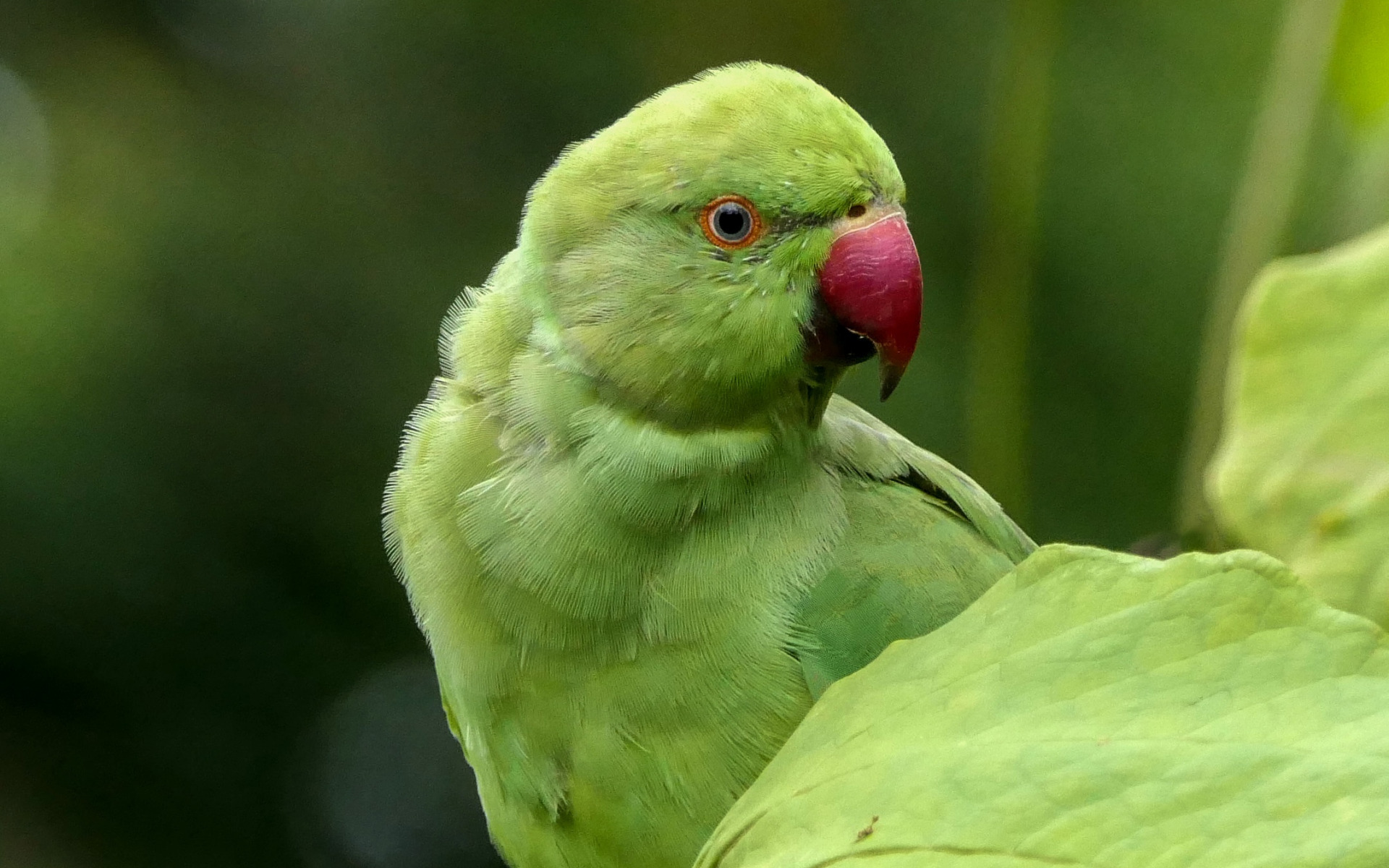Rose Ringed Parakeet, Green Parrot, Beautiful Birds, - Beautiful Parrot 2020 , HD Wallpaper & Backgrounds
