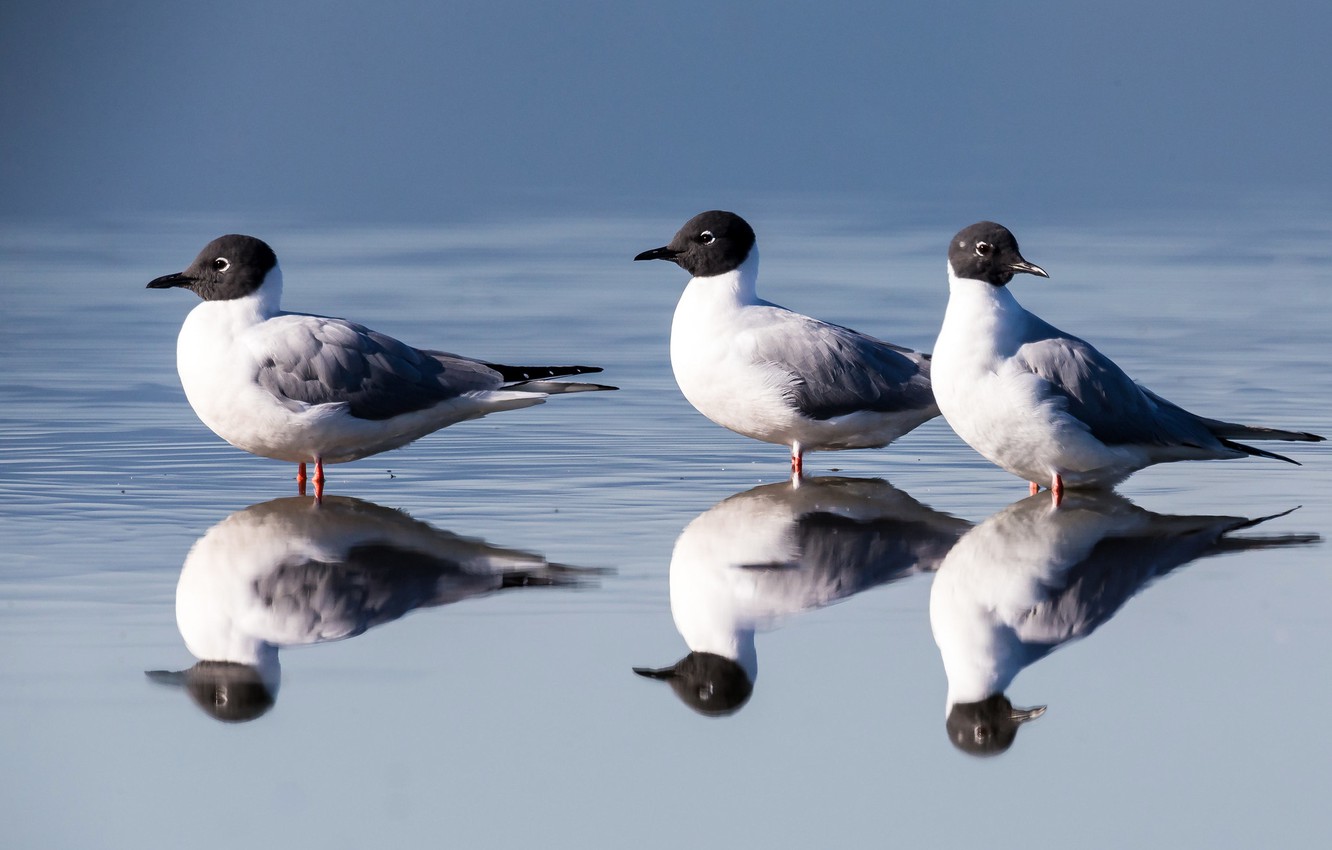Photo Wallpaper Water, The Sun, Birds, Reflection, - Laughing Gull , HD Wallpaper & Backgrounds