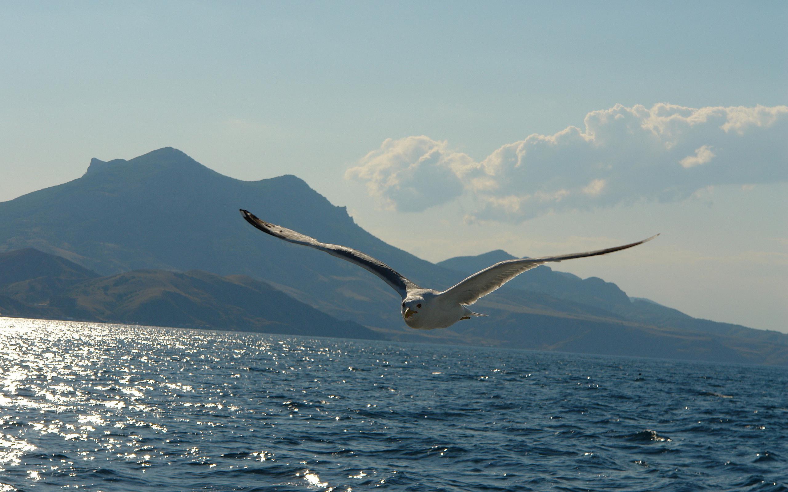 Seagull In The Sky - Flying Seagull , HD Wallpaper & Backgrounds