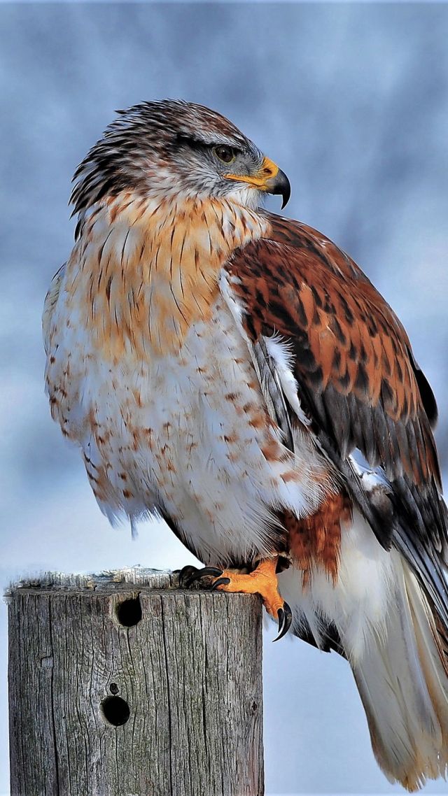 Ferruginous Hawk, Bird, Winter, Snow, 4k - Hd Animals And Birds , HD Wallpaper & Backgrounds