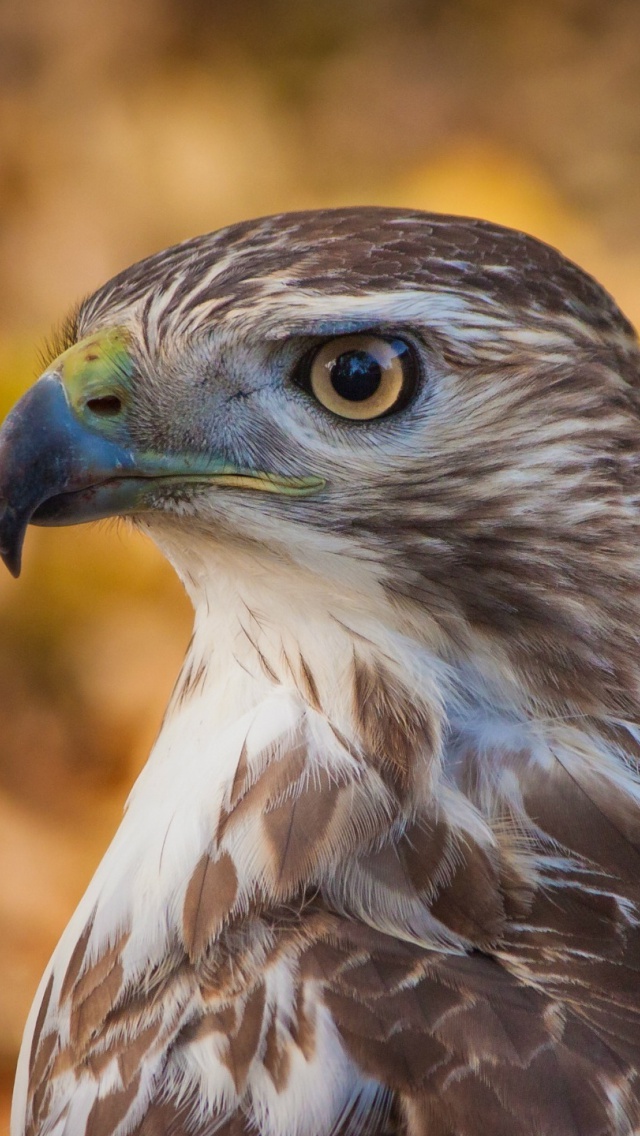 Hawk Wallpaper Iphone , HD Wallpaper & Backgrounds