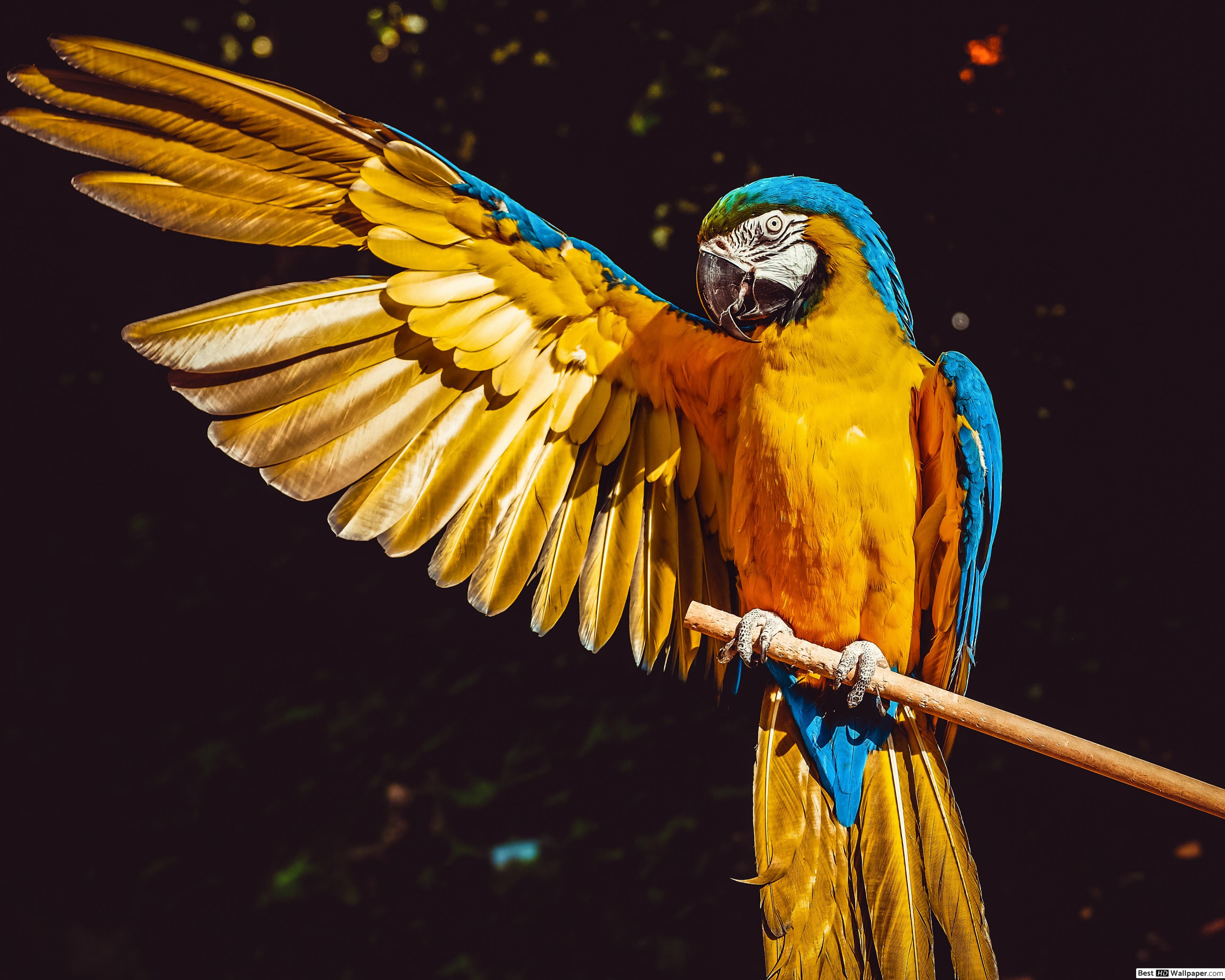 Beautiful Parrot , HD Wallpaper & Backgrounds