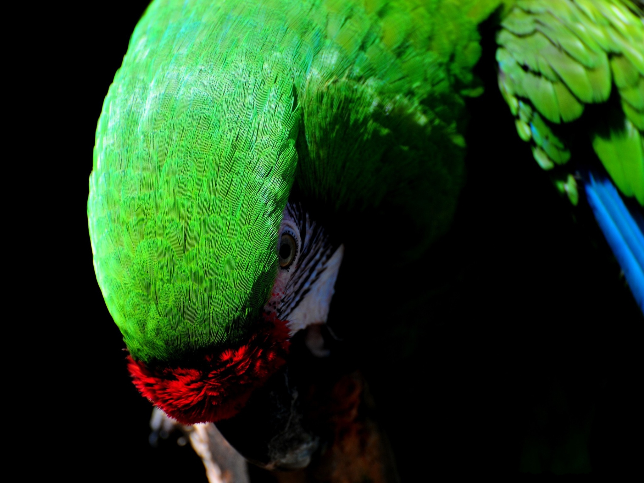 Click To Free Download The Wallpaper Parrot Bird Image, - Birds , HD Wallpaper & Backgrounds