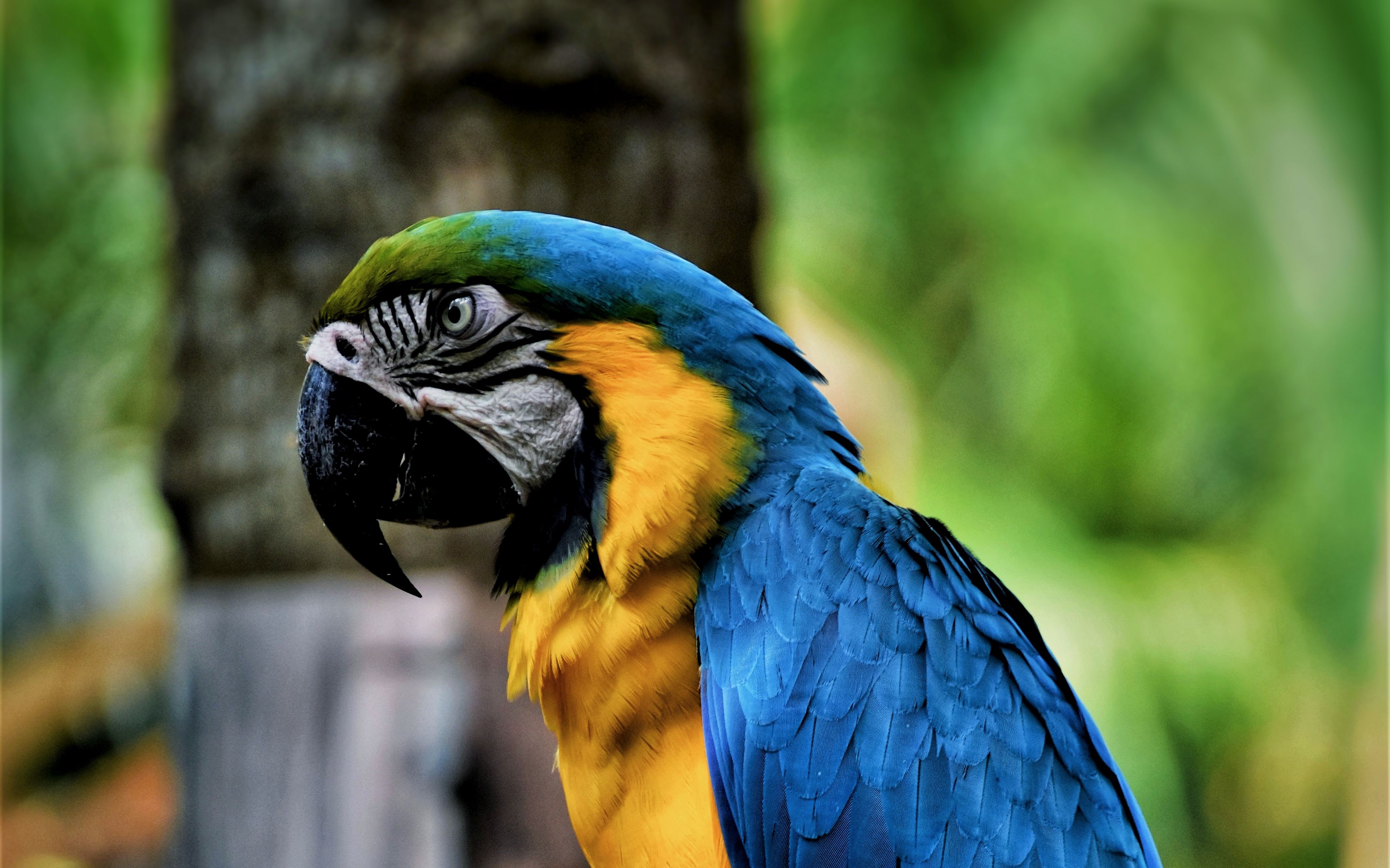 Wallpaper Macaw, Parrot, Bird, Color, Beak - Macaw Parrot , HD Wallpaper & Backgrounds