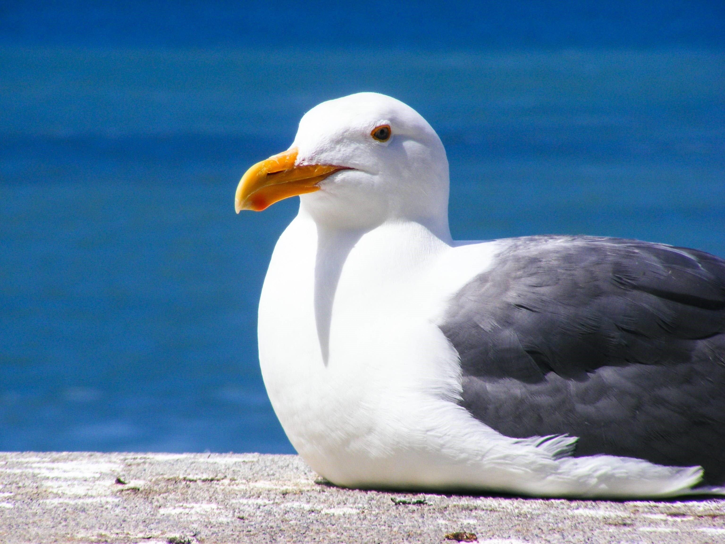 Seagull Sitting On Water , HD Wallpaper & Backgrounds