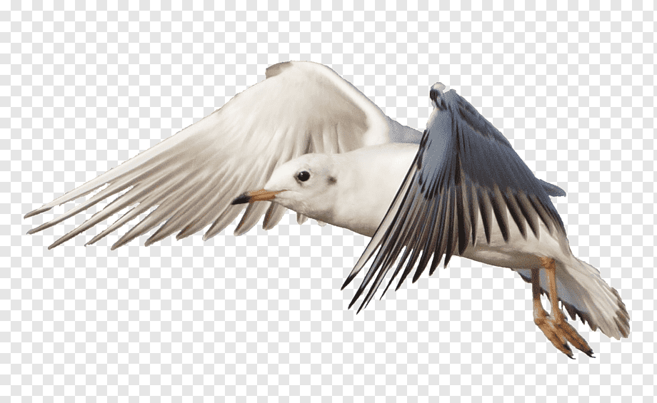 Bird Gulls Flight Jonathan Livingston Seagull, Flock - Holy Family Catholic Church , HD Wallpaper & Backgrounds
