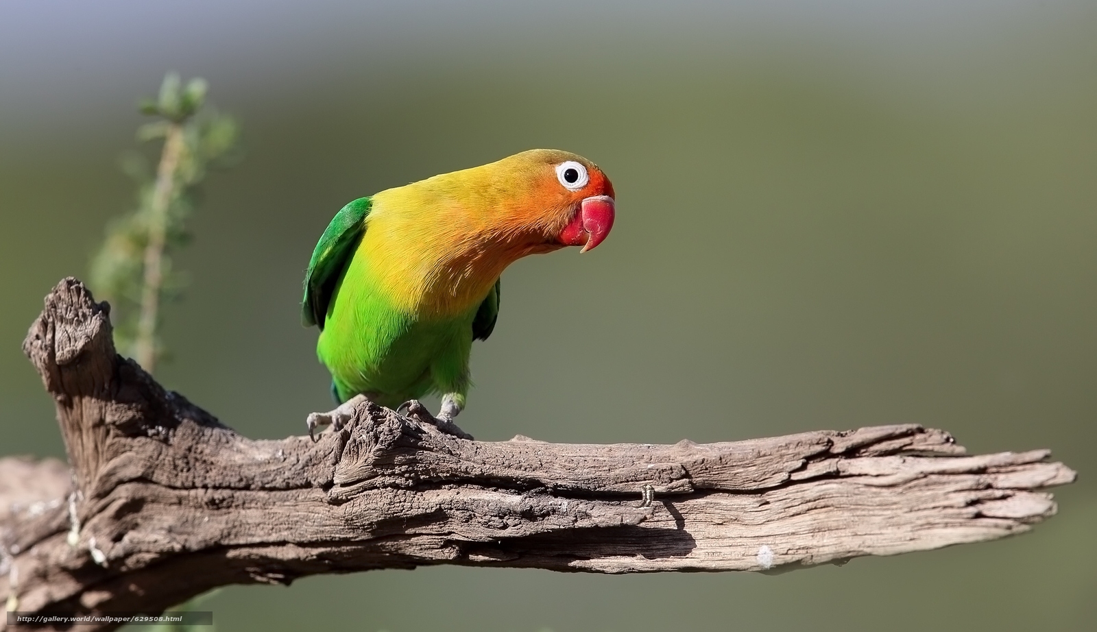 Download Wallpaper Lovebird, Parrot, Bird, Snag Free - Budgies In High Resolution , HD Wallpaper & Backgrounds