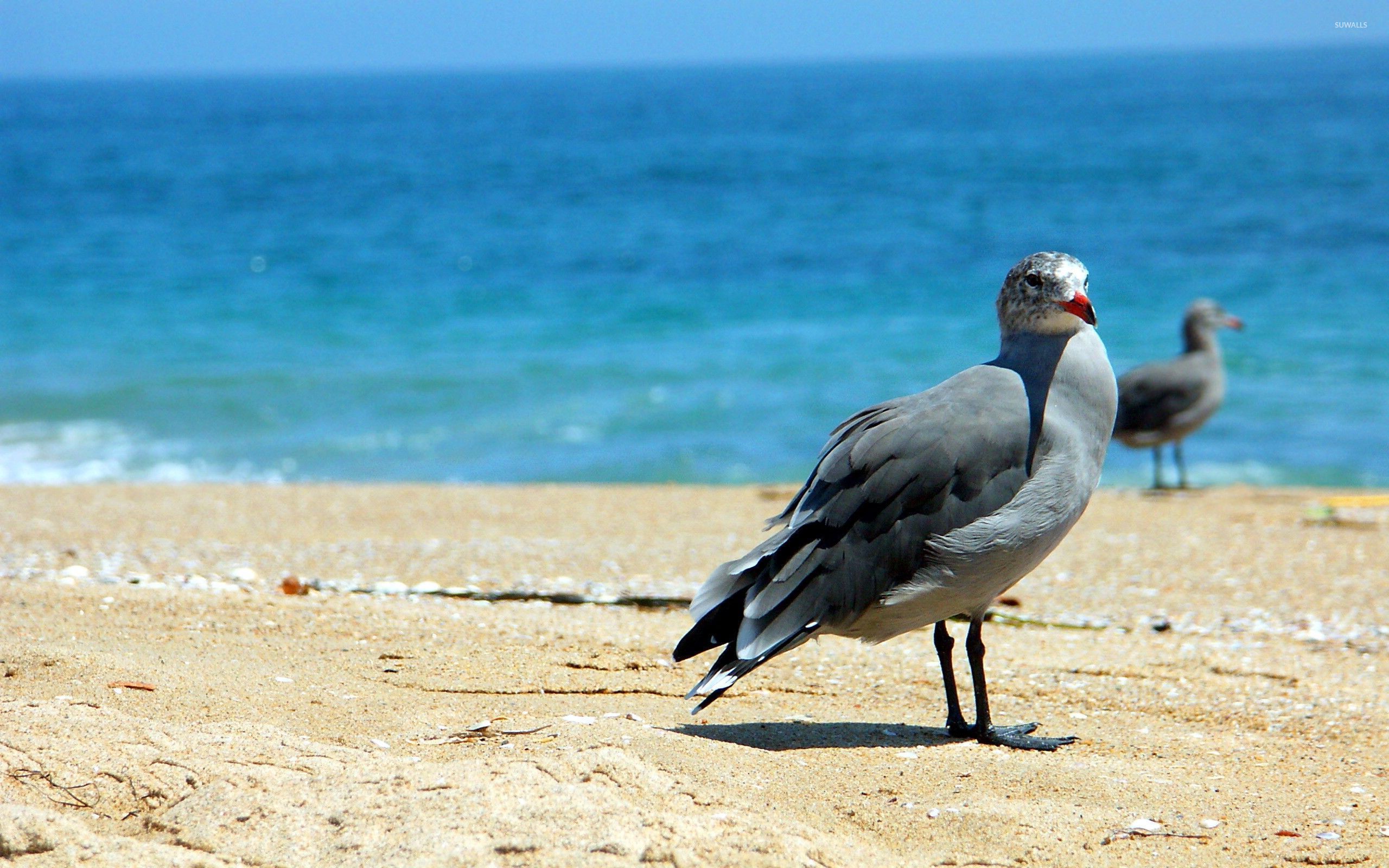 Laughing Gull , HD Wallpaper & Backgrounds