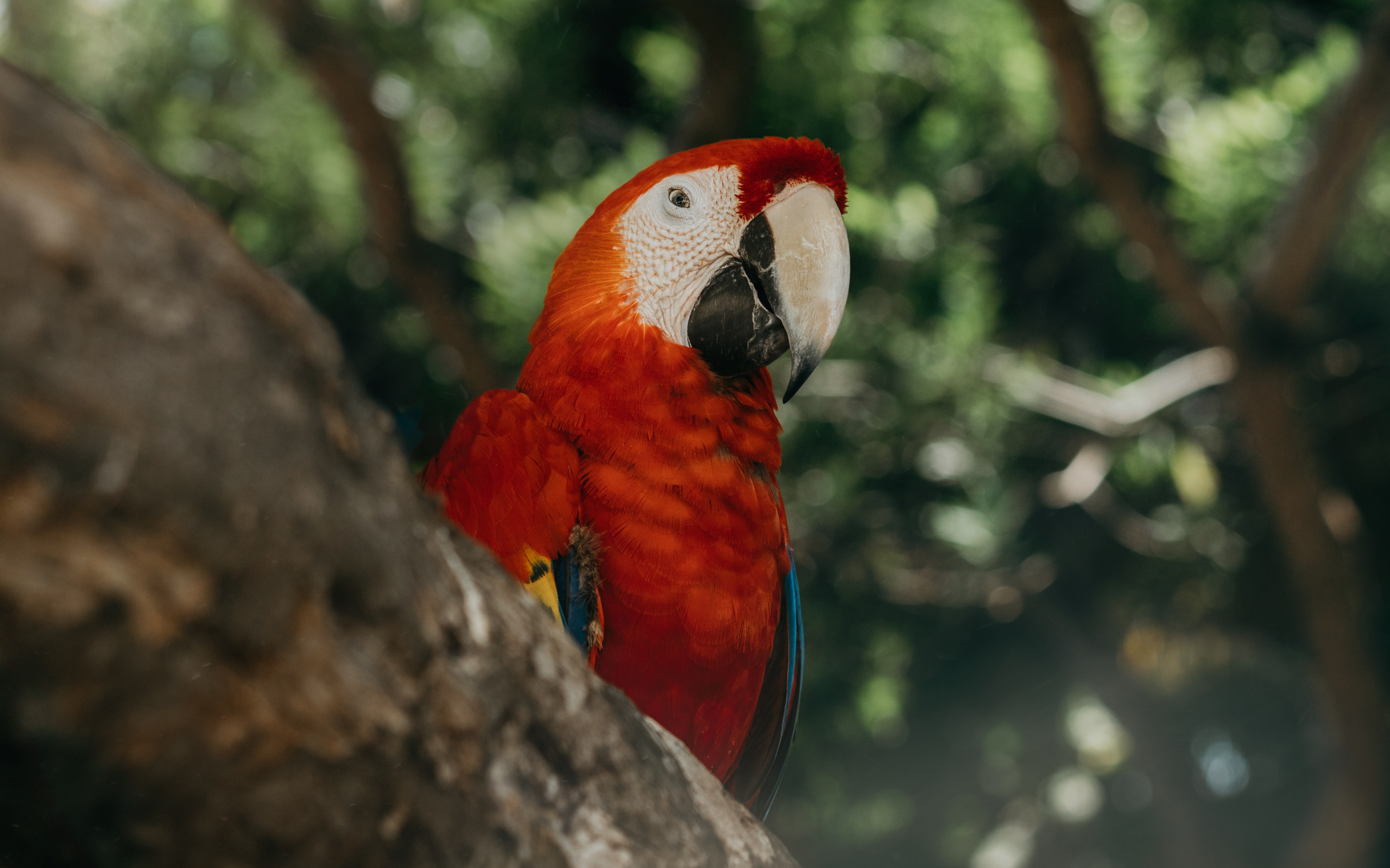 Macaw , HD Wallpaper & Backgrounds