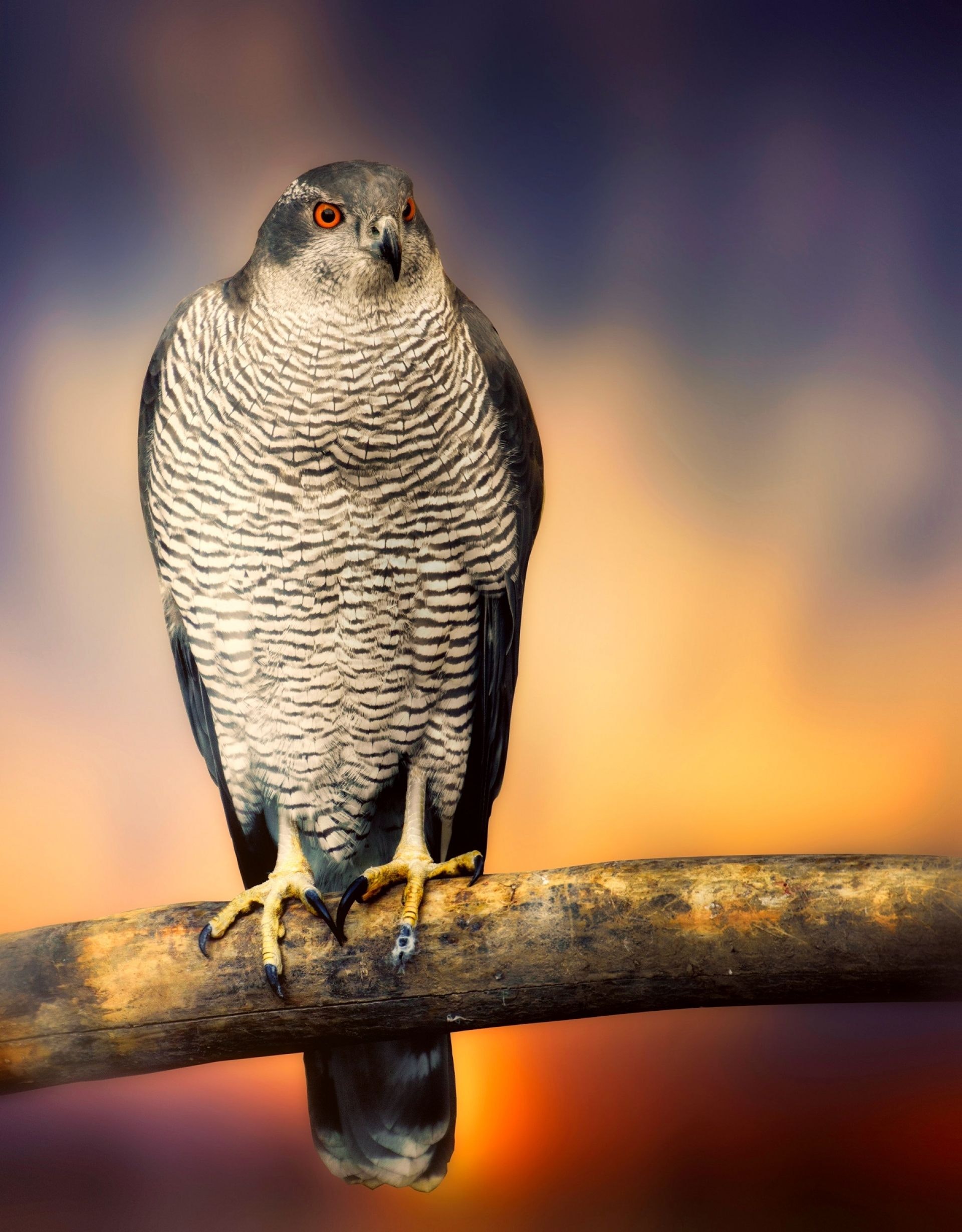Birds , HD Wallpaper & Backgrounds