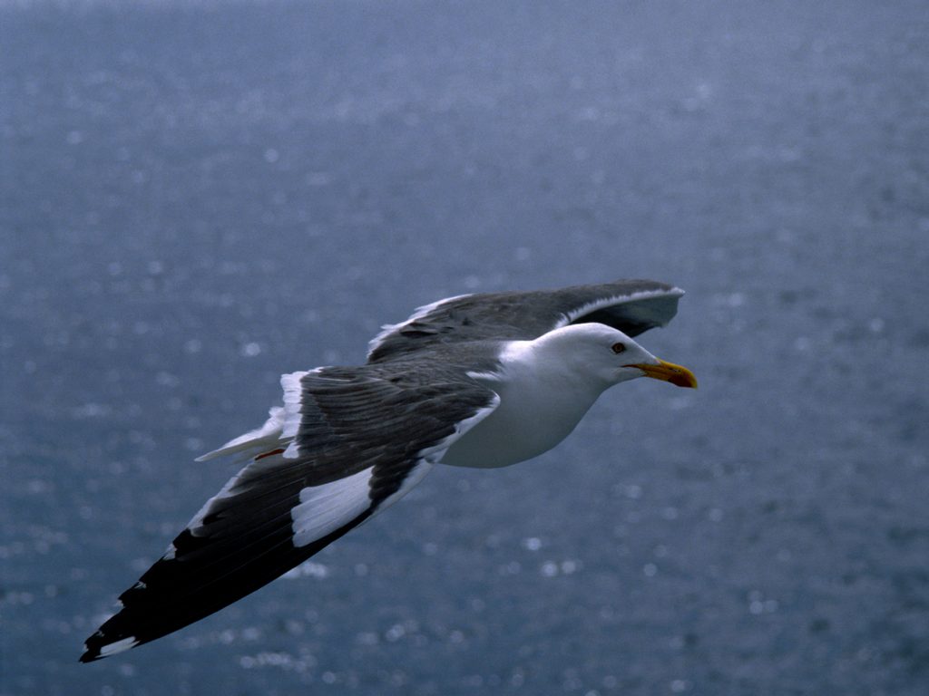 Great Black-backed Gull , HD Wallpaper & Backgrounds