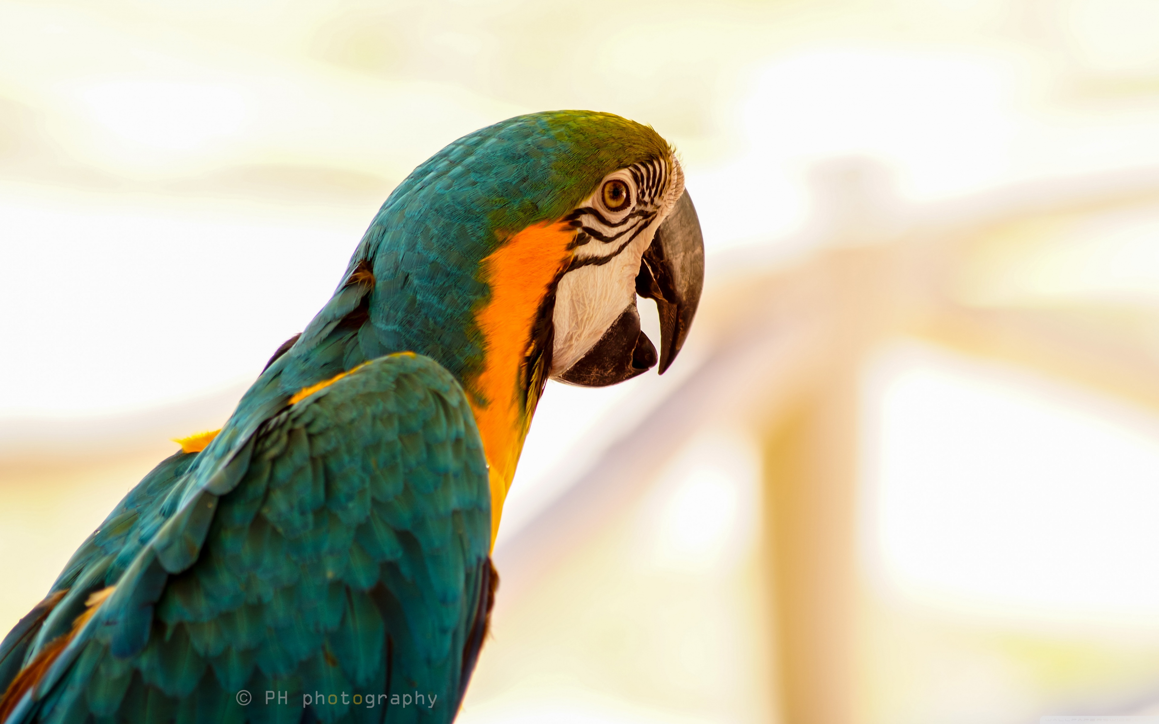Beautiful Color Parrot Birds , HD Wallpaper & Backgrounds