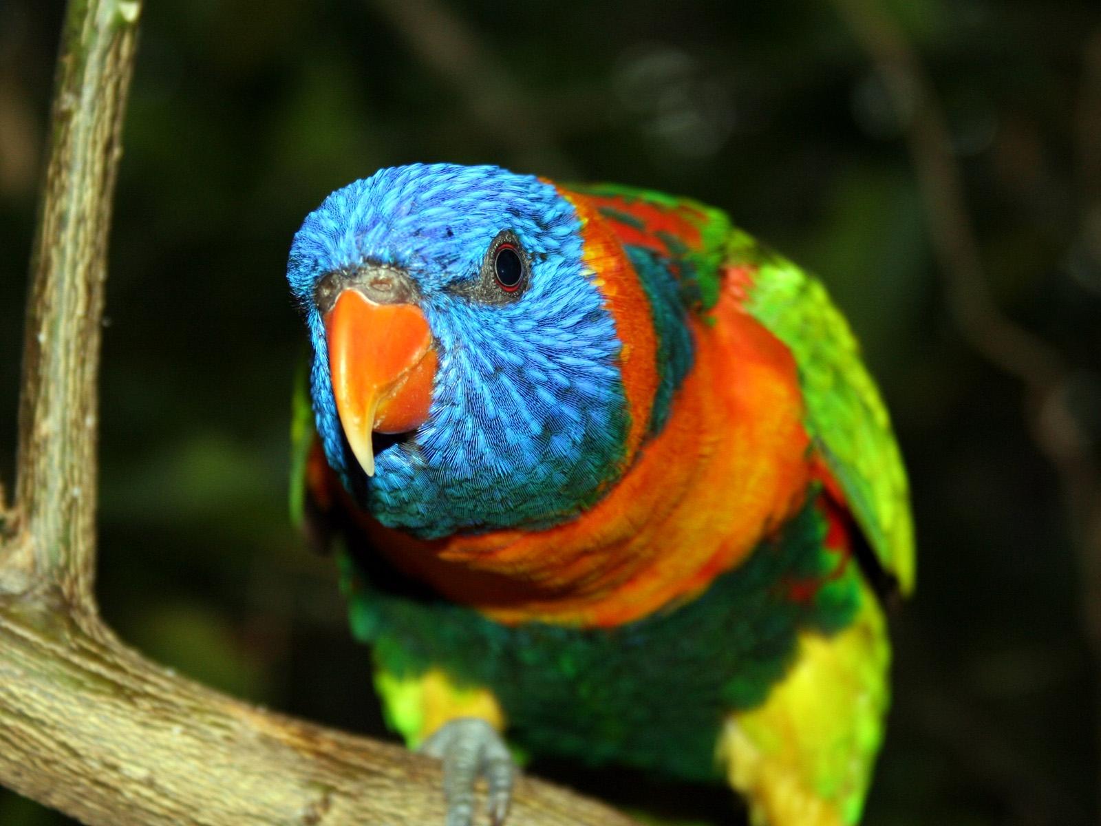 Color Parrot Wallpaper, Download Photo, Desktop Wallpapers, - Parrot Picture Com Download , HD Wallpaper & Backgrounds