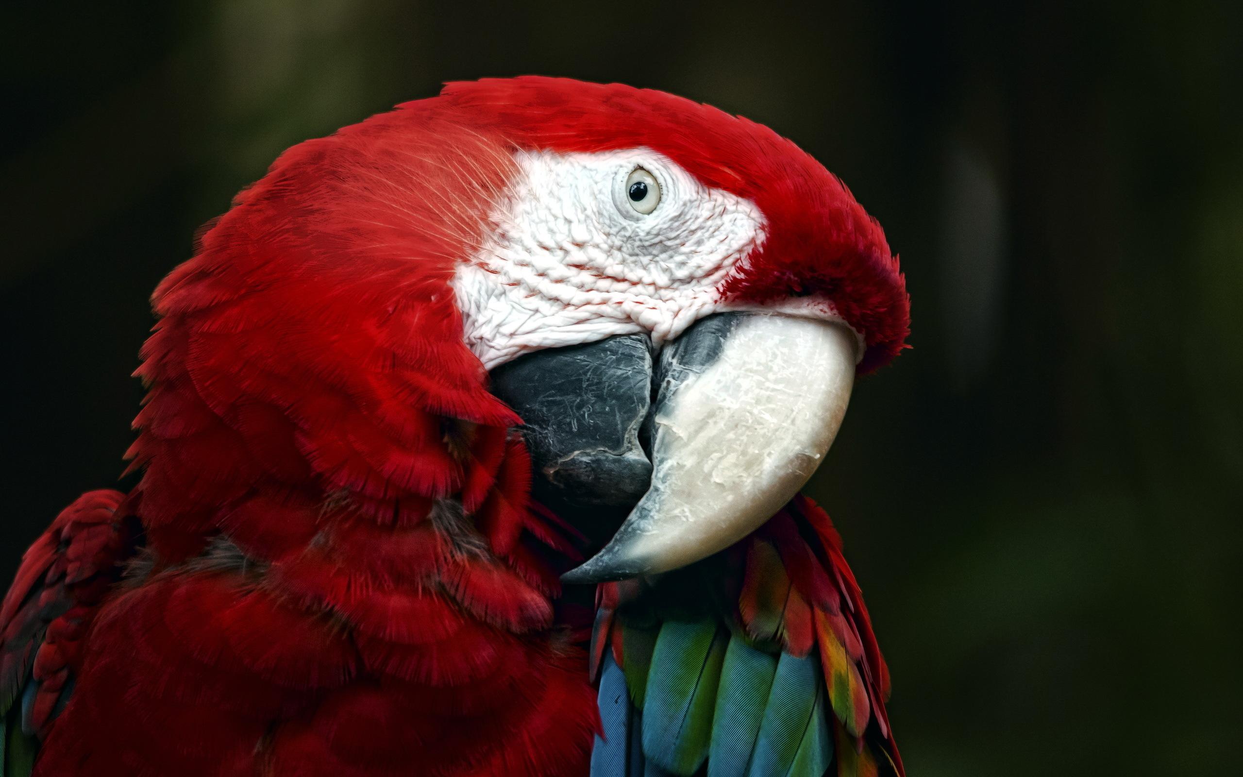 Parrot Wallpaper - Yüksek Çözünürlüklü Papağan Resimleri , HD Wallpaper & Backgrounds