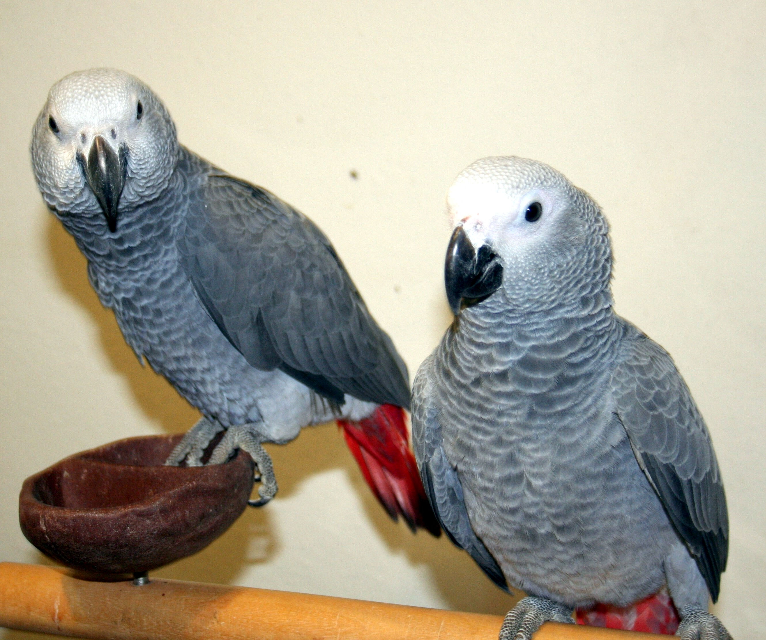 African Grey Parrot Birds Wide Hd Wallpaper Download - African Grey Parrot Male And Female , HD Wallpaper & Backgrounds