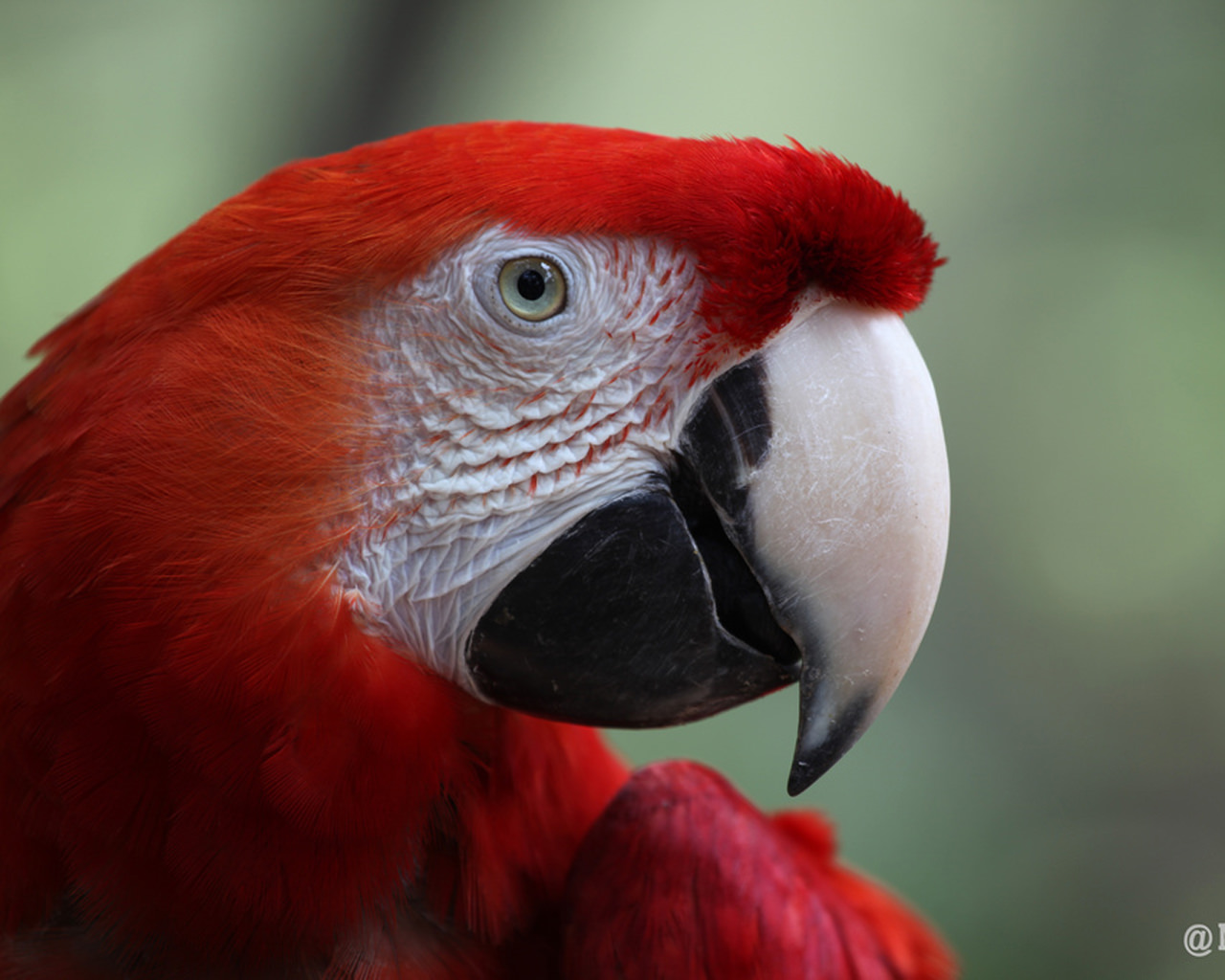Red Parrot - Macaw , HD Wallpaper & Backgrounds