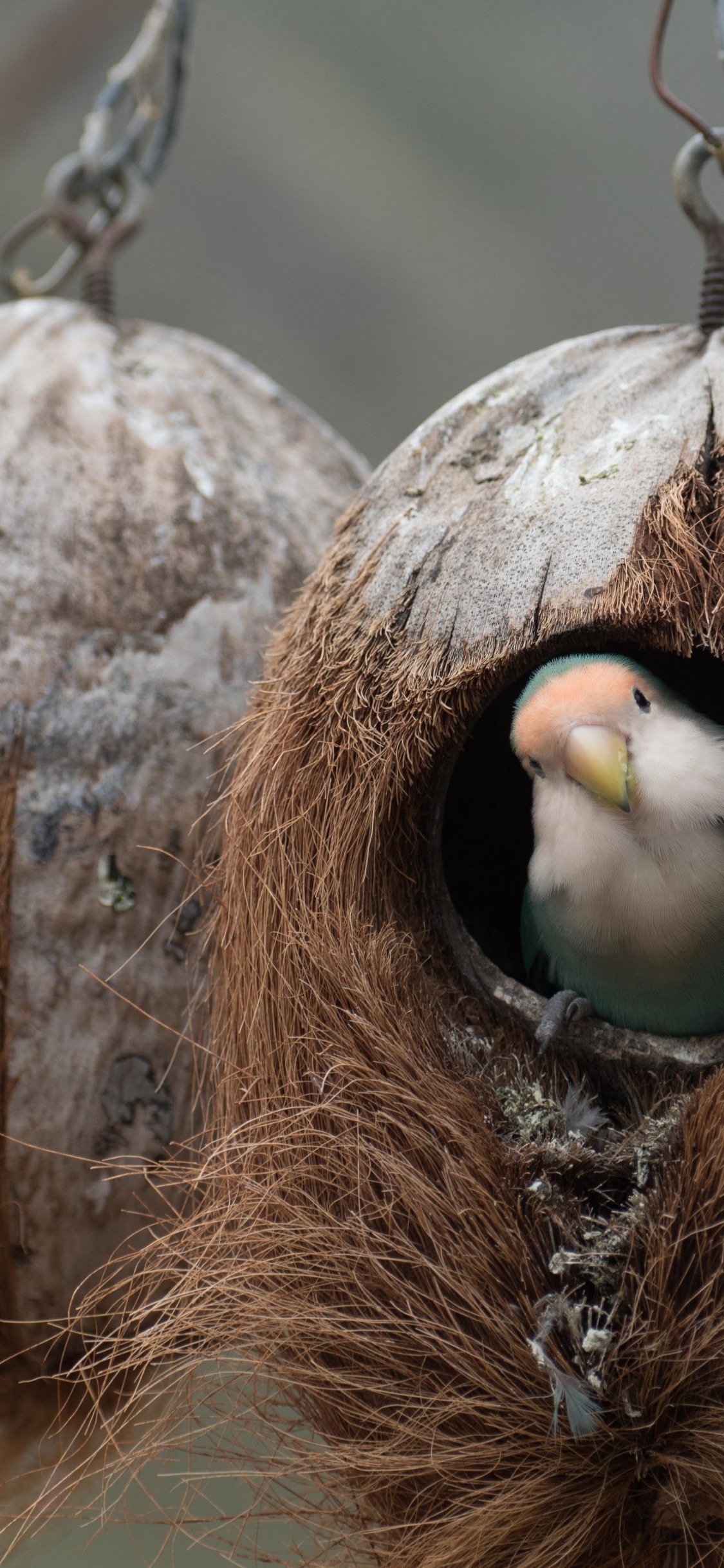 Bird Nest, Parrot - Bird Nest Wallpaper Hd , HD Wallpaper & Backgrounds