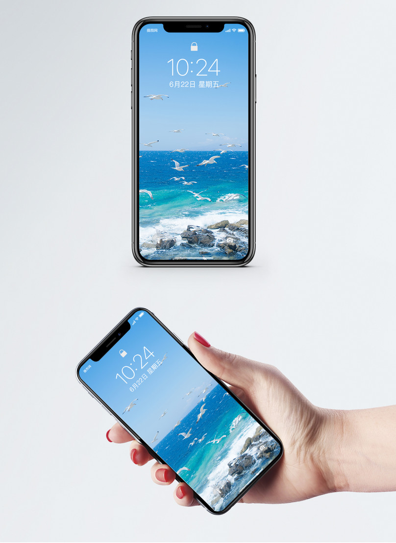 Seagull Cell Phone Wallpaper - Ảnh Điện Thoại Định Dạng Jpg , HD Wallpaper & Backgrounds