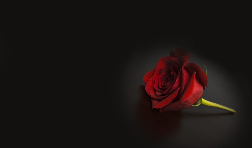 Red Rose Hd Wallpapers For Wide Desktop Laptop Screen - Garden Roses , HD Wallpaper & Backgrounds