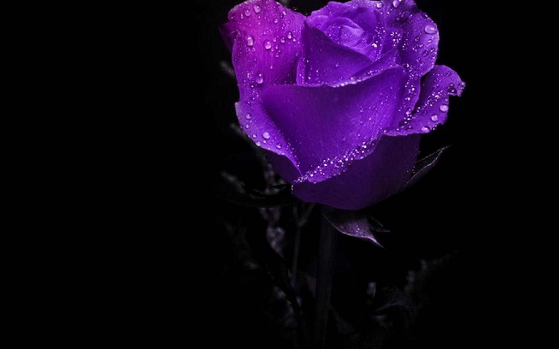 3840x2160, Amazing Purple Roses Wallpaper - Purple Rose Black Background , HD Wallpaper & Backgrounds