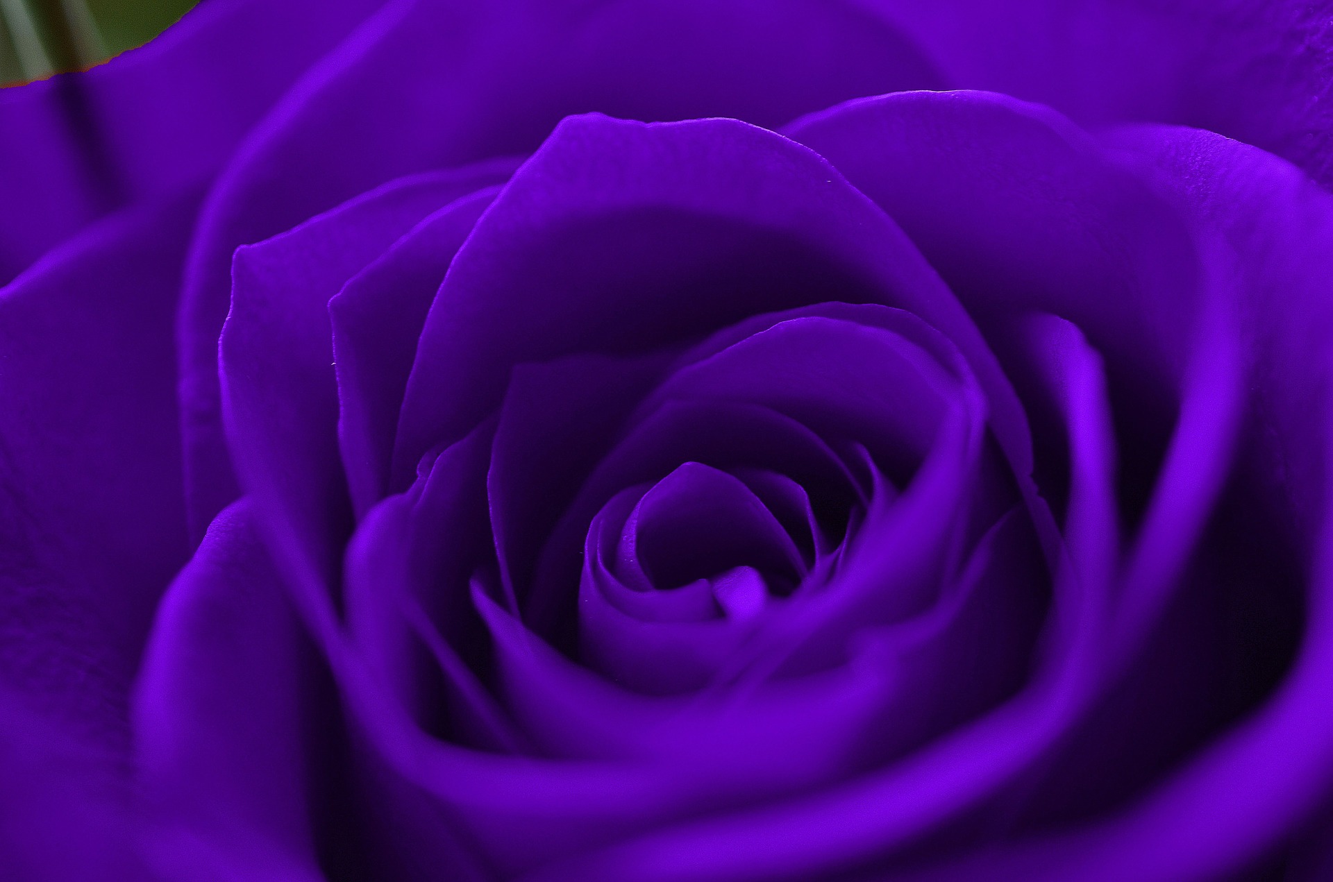 Purple Rose - Blue Purple Rose , HD Wallpaper & Backgrounds