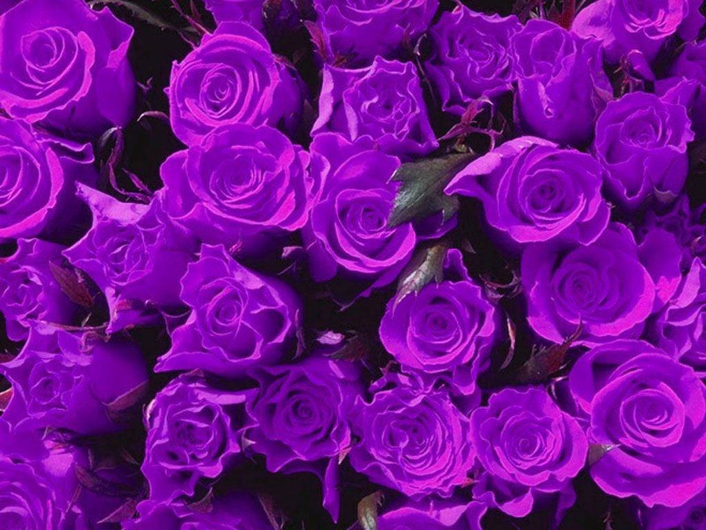 Purple Rose Desktop Widescreen Wallpaper - Purple Flower , HD Wallpaper & Backgrounds