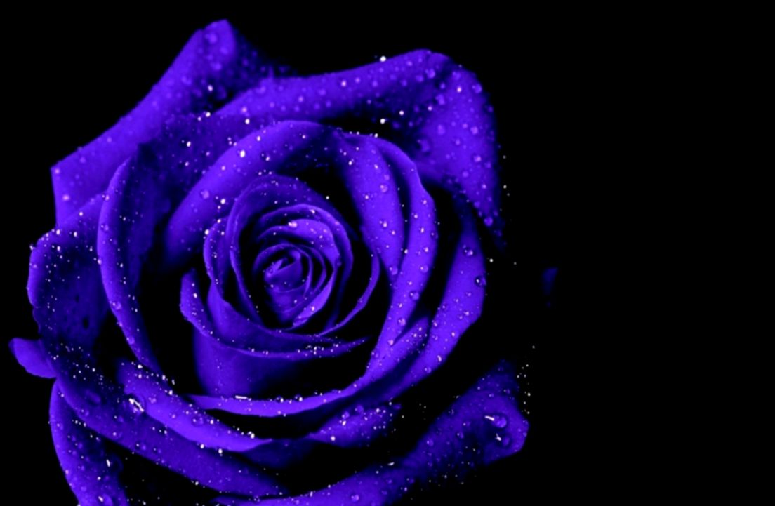 Flowers Purple Rose Inspi Macro Flower Wallpaper Hd - Purple Rose , HD Wallpaper & Backgrounds