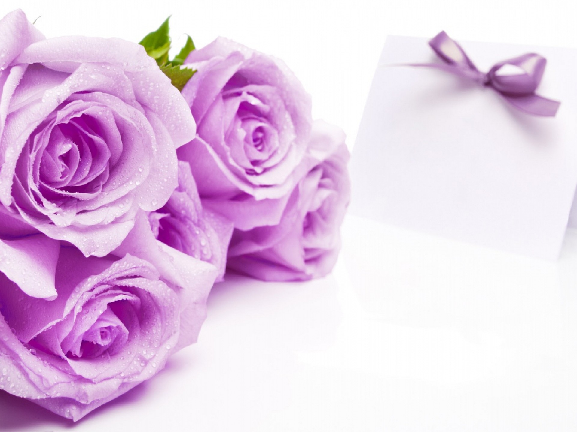 Purple Rose , HD Wallpaper & Backgrounds