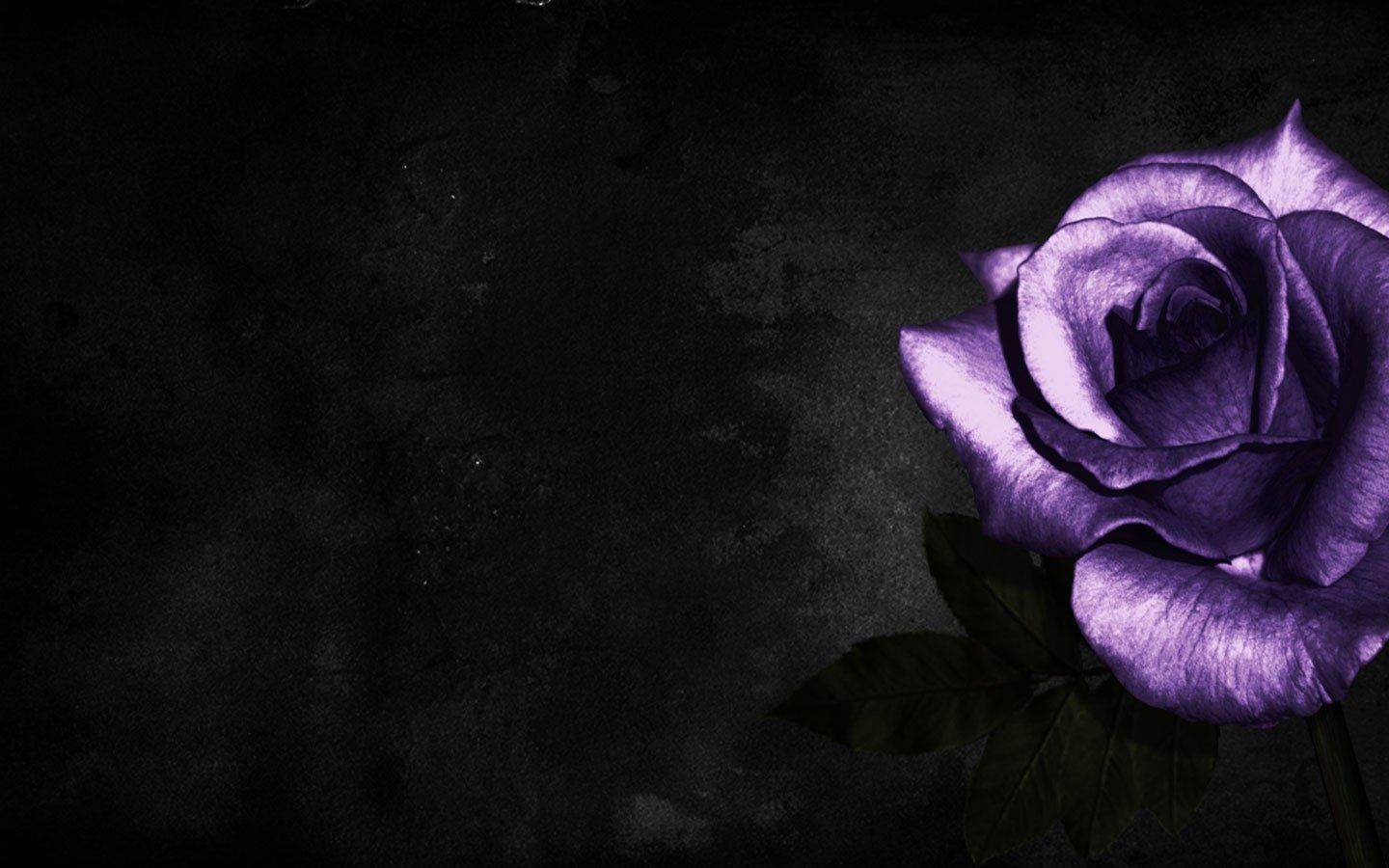 Free Rose Wallpaper 22492 23106 Hd Wallpapers - Special Friend Friend Sorry Messages , HD Wallpaper & Backgrounds
