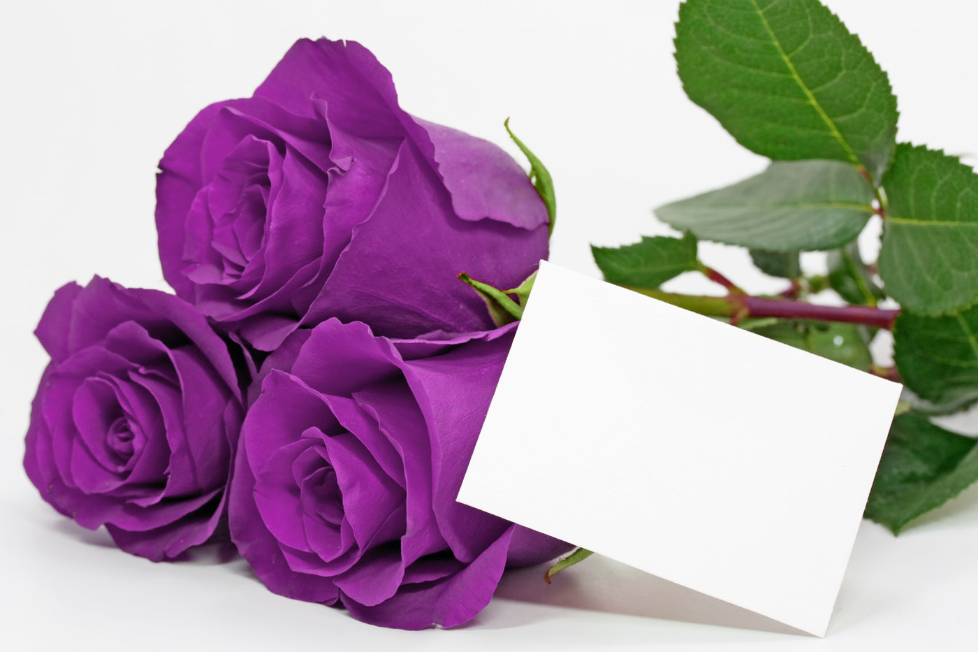 Purple Roses - Hello My Friends How Are You , HD Wallpaper & Backgrounds