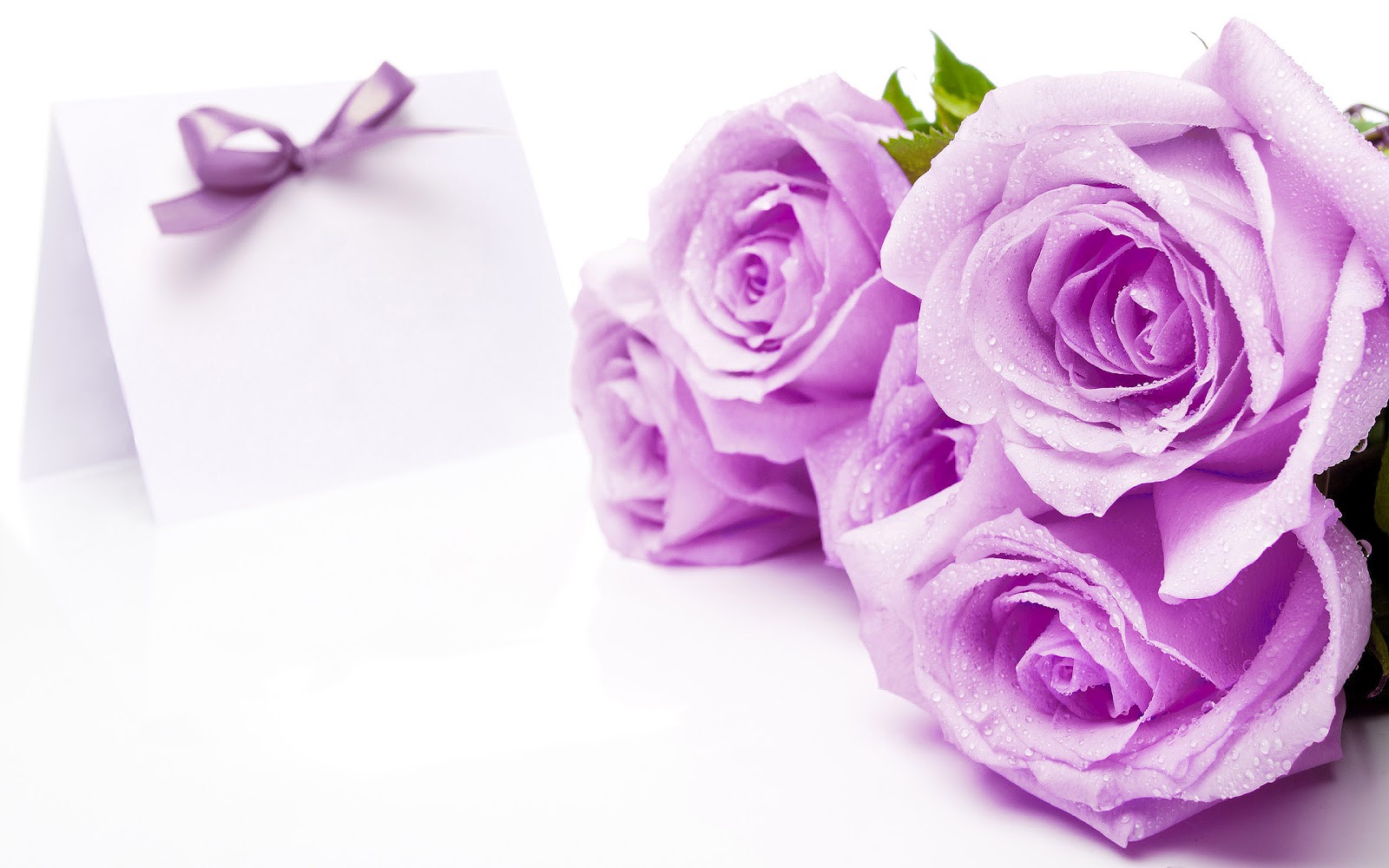 Purple And White Roses Background , HD Wallpaper & Backgrounds
