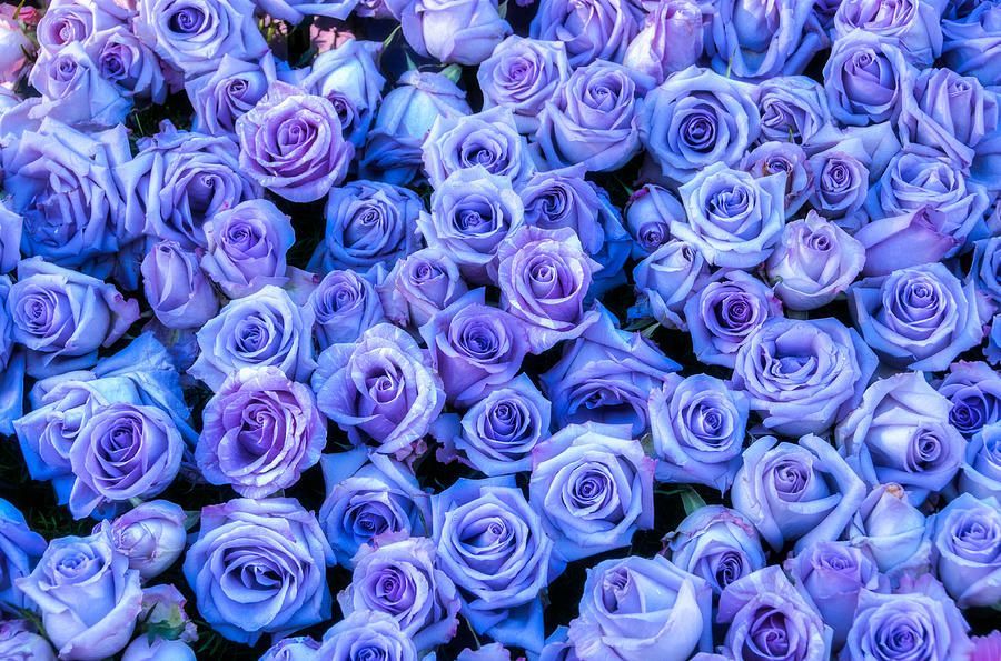 Purple Roses Wallpaper Tumblr - Purple Roses Background , HD Wallpaper & Backgrounds