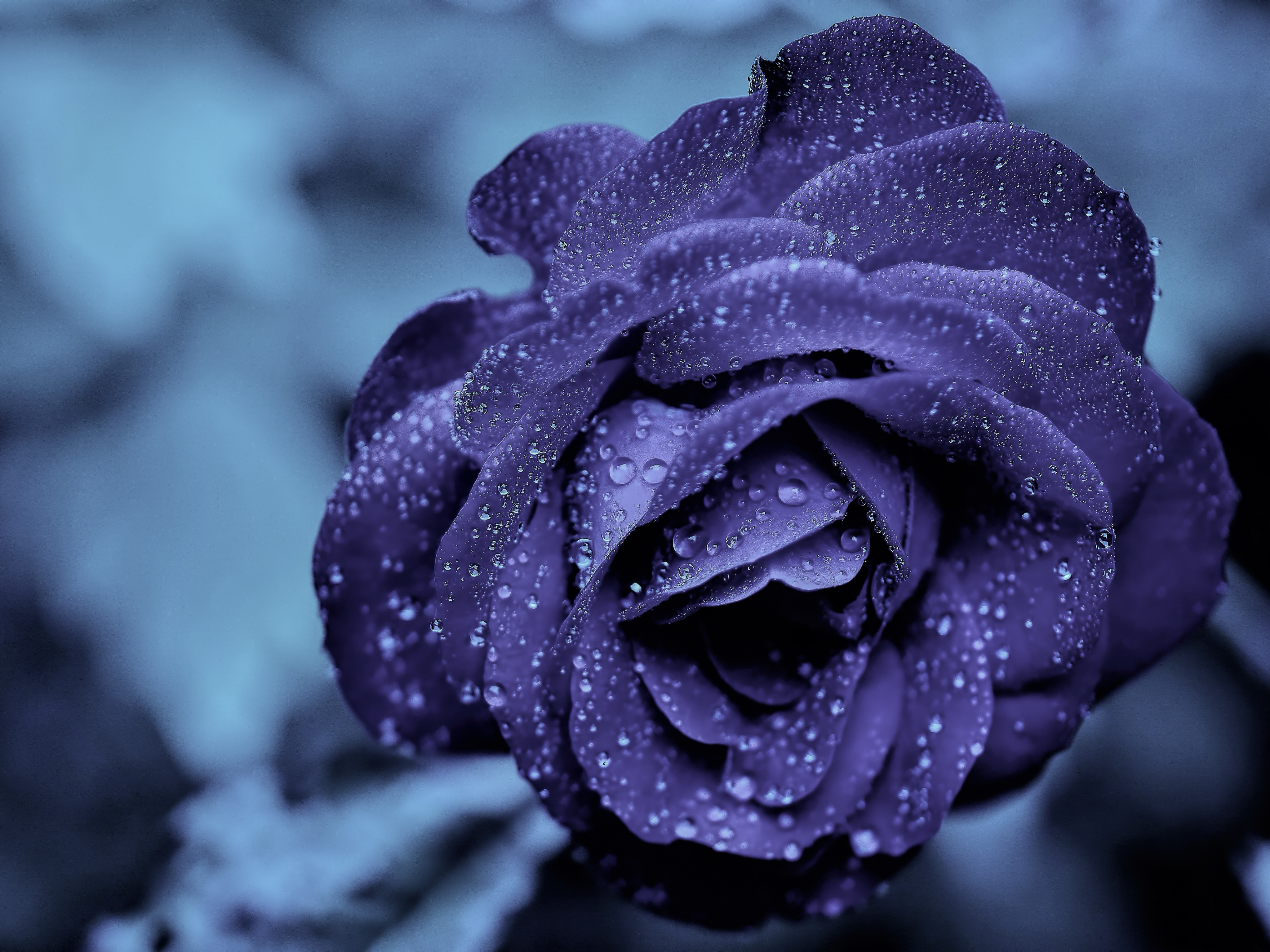Water Drops On A Purple Rose Wallpaper , HD Wallpaper & Backgrounds