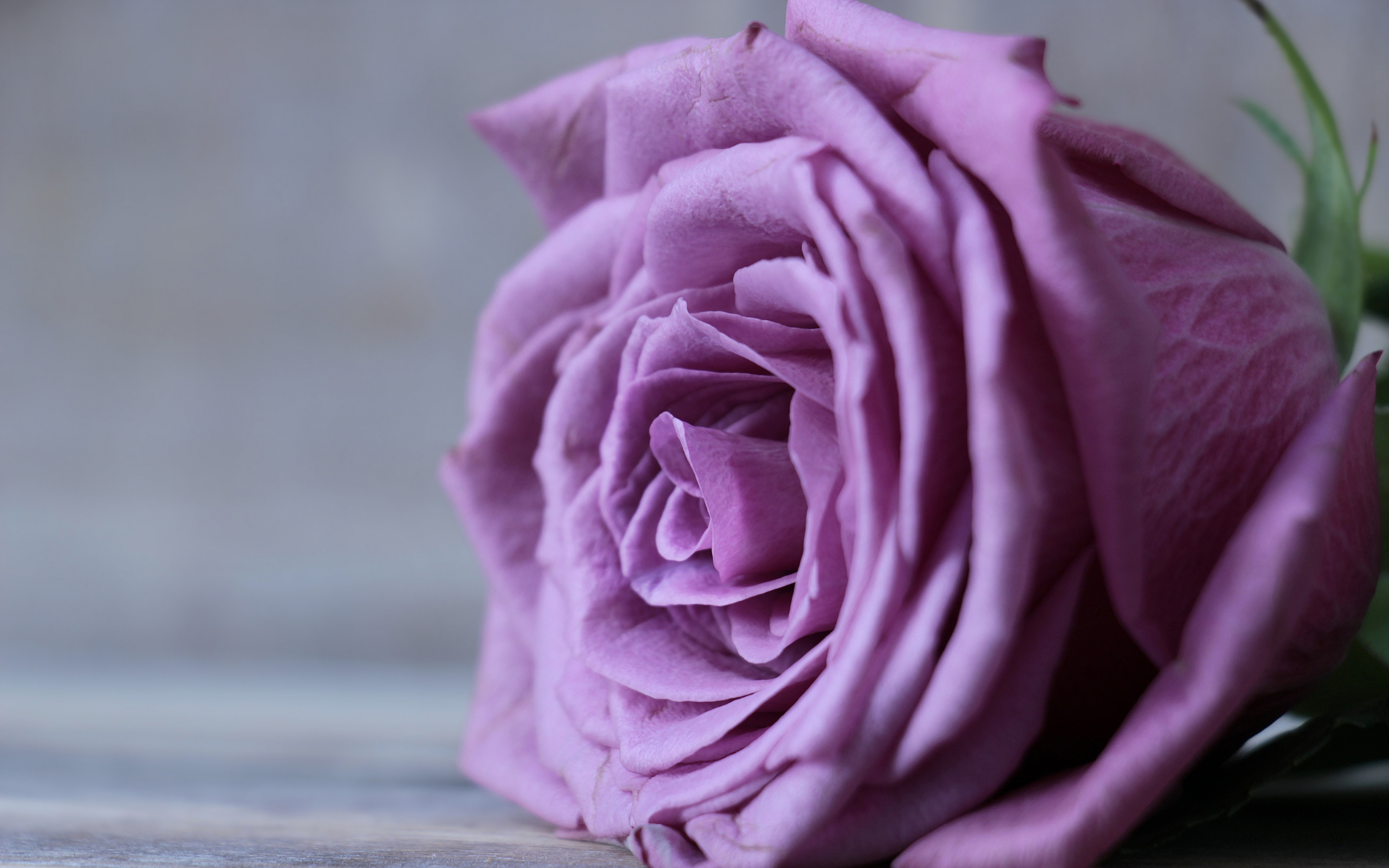 Wallpaper Purple Rose, Close Up, Flower - Purple Rose , HD Wallpaper & Backgrounds